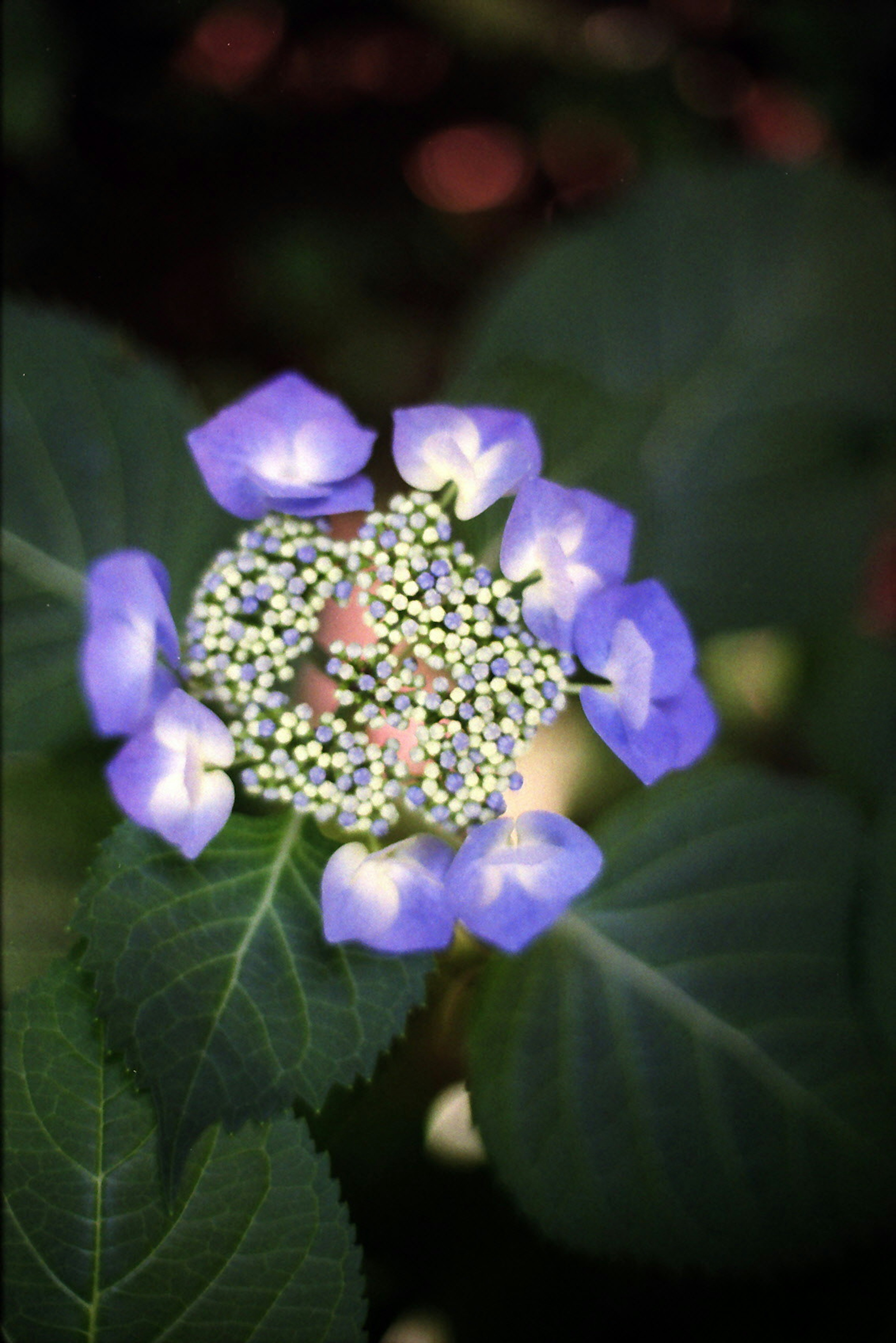 Fiore di ortensia con petali viola e foglie verdi