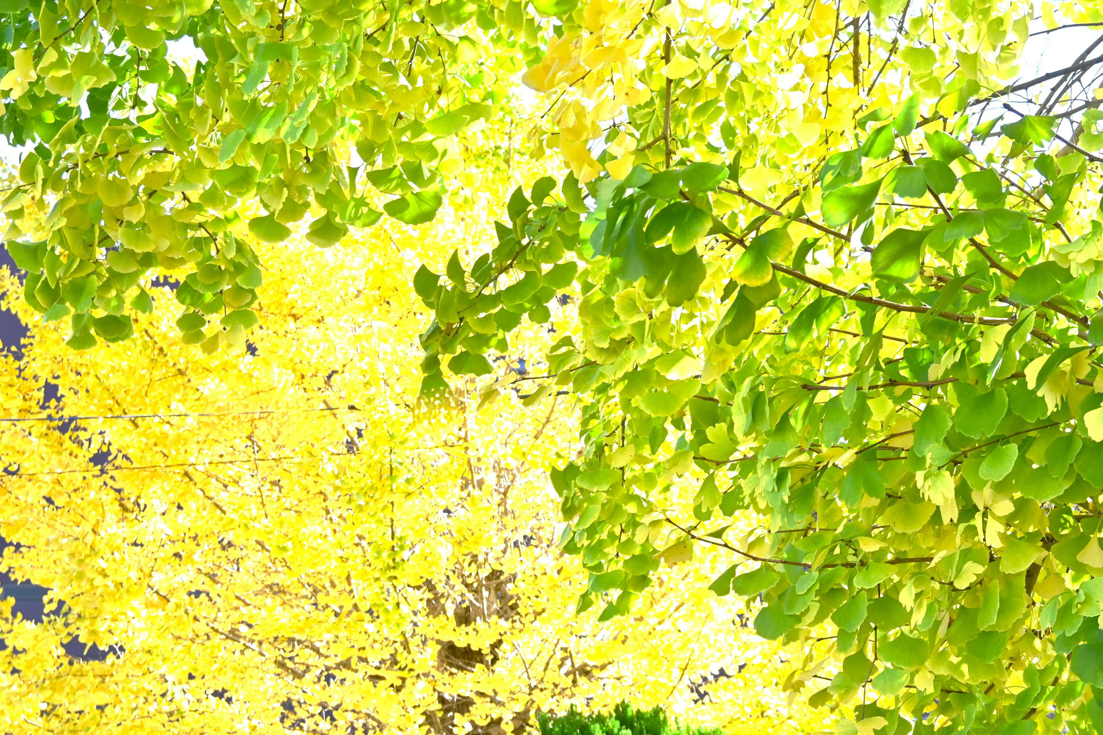 Arbres d'automne avec un mélange de feuilles vertes et jaunes