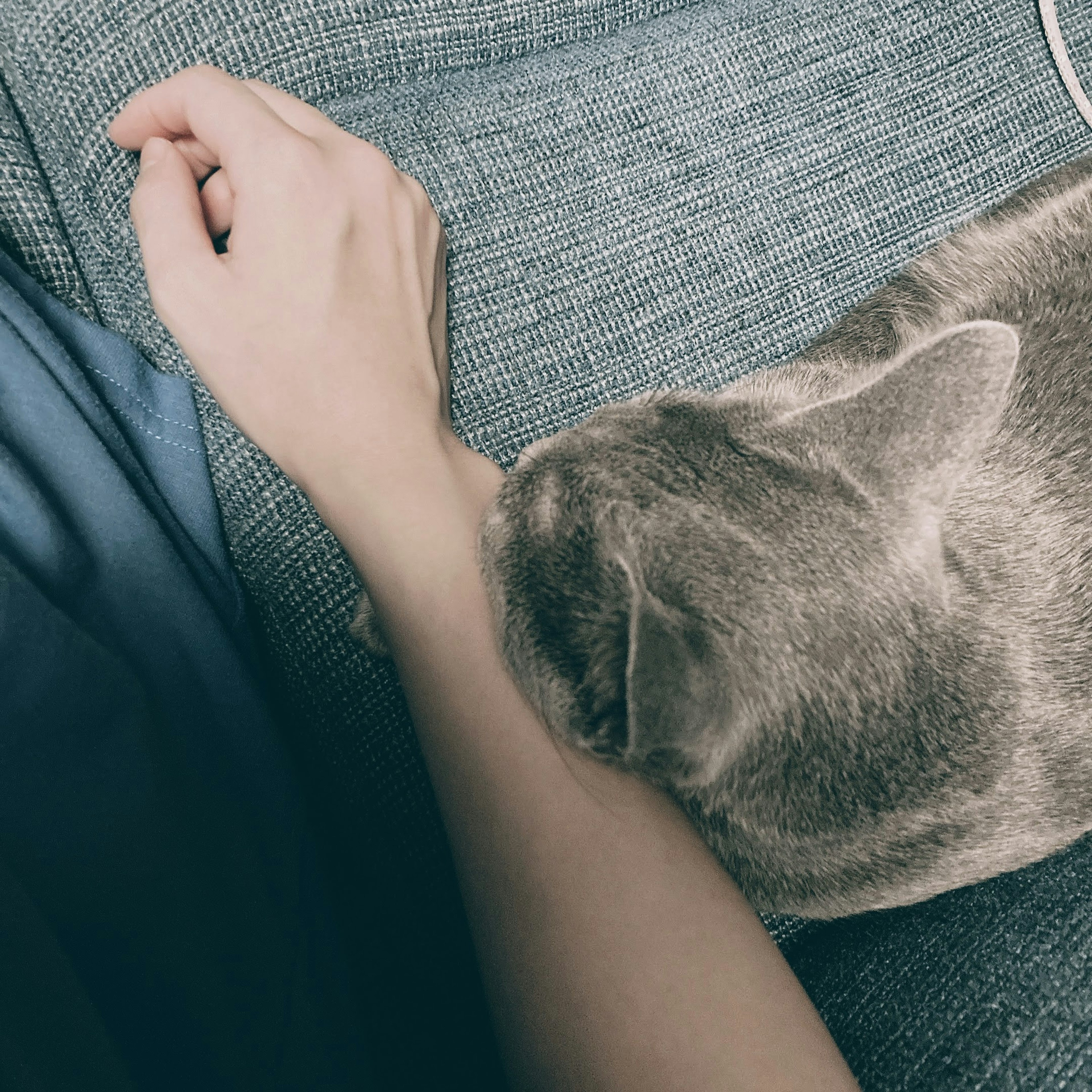 A gray cat resting against a person's arm on a couch