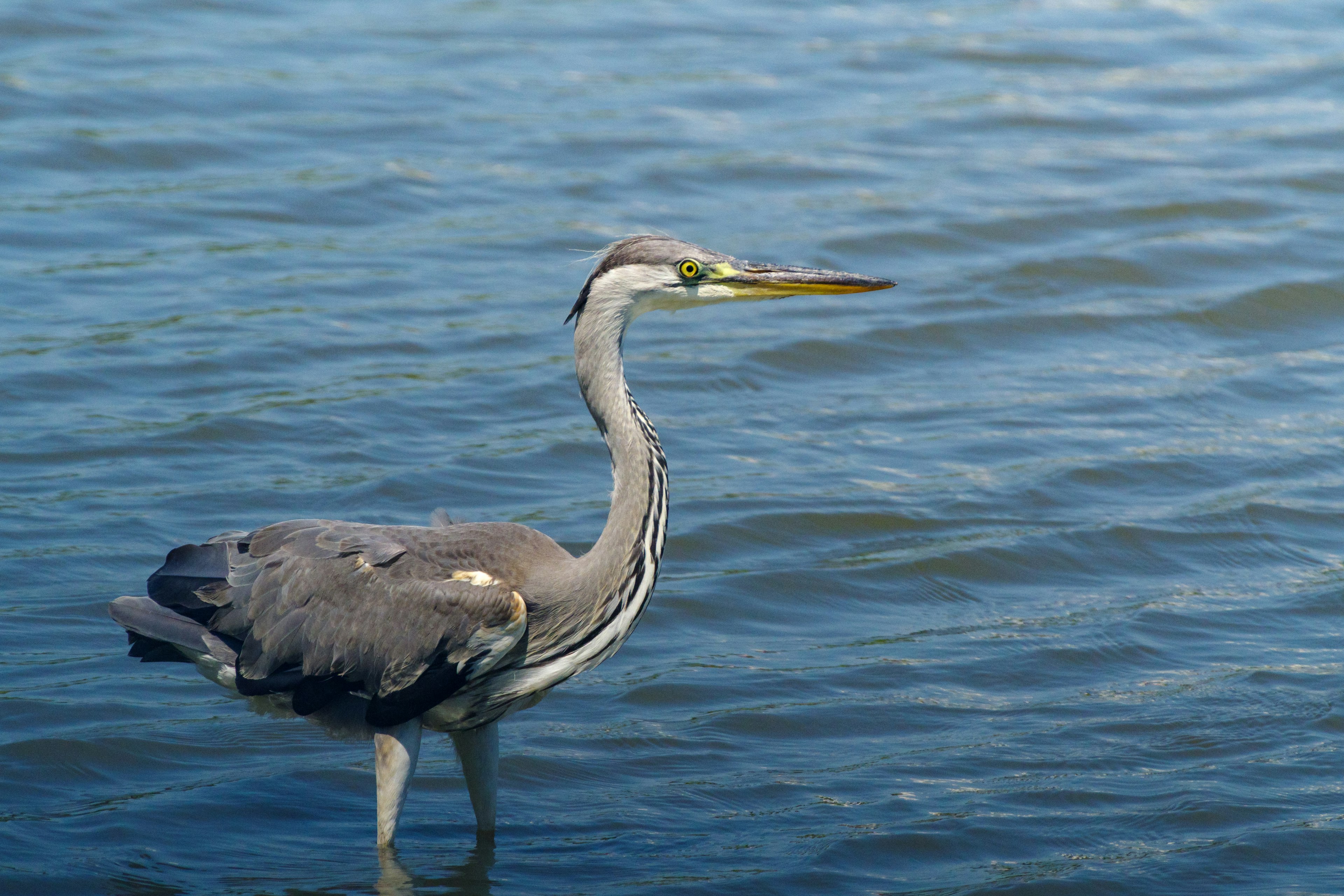 Gambar jelas seekor heron abu-abu yang berdiri di tepi air