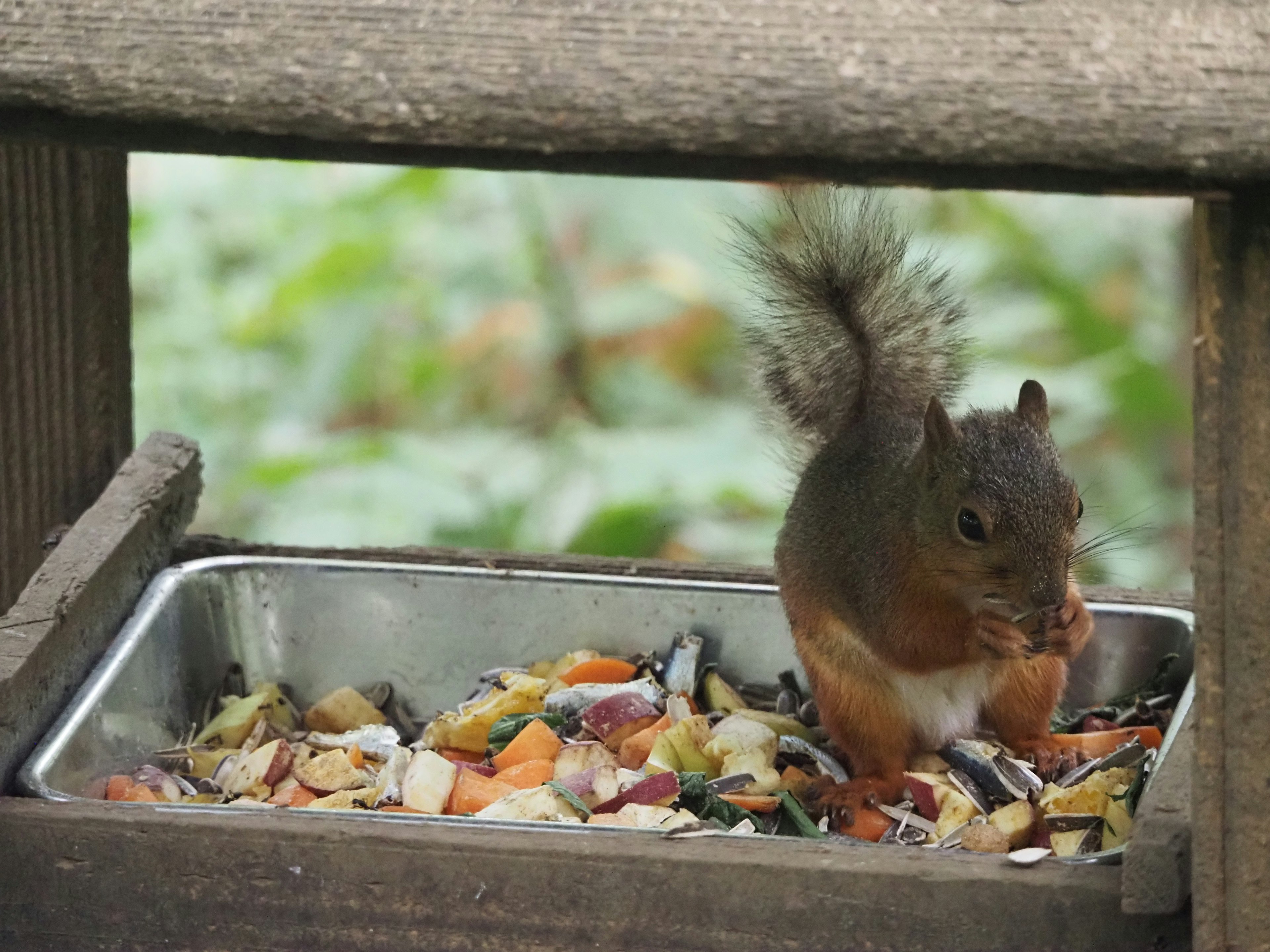 Acercamiento de una ardilla comiendo de un comedero visto a través de una cerca de madera