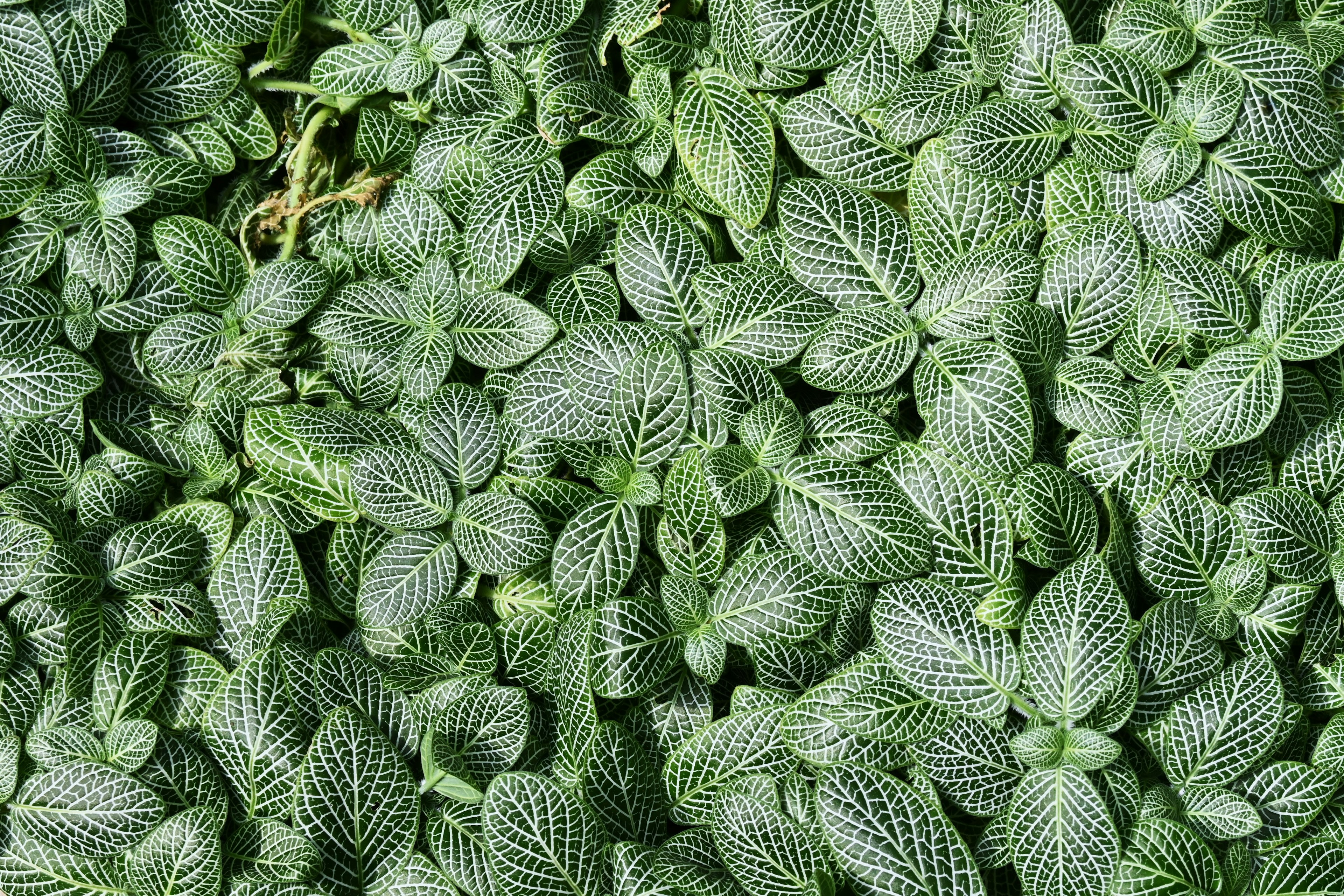 Dense pattern of green leaves with intricate textures