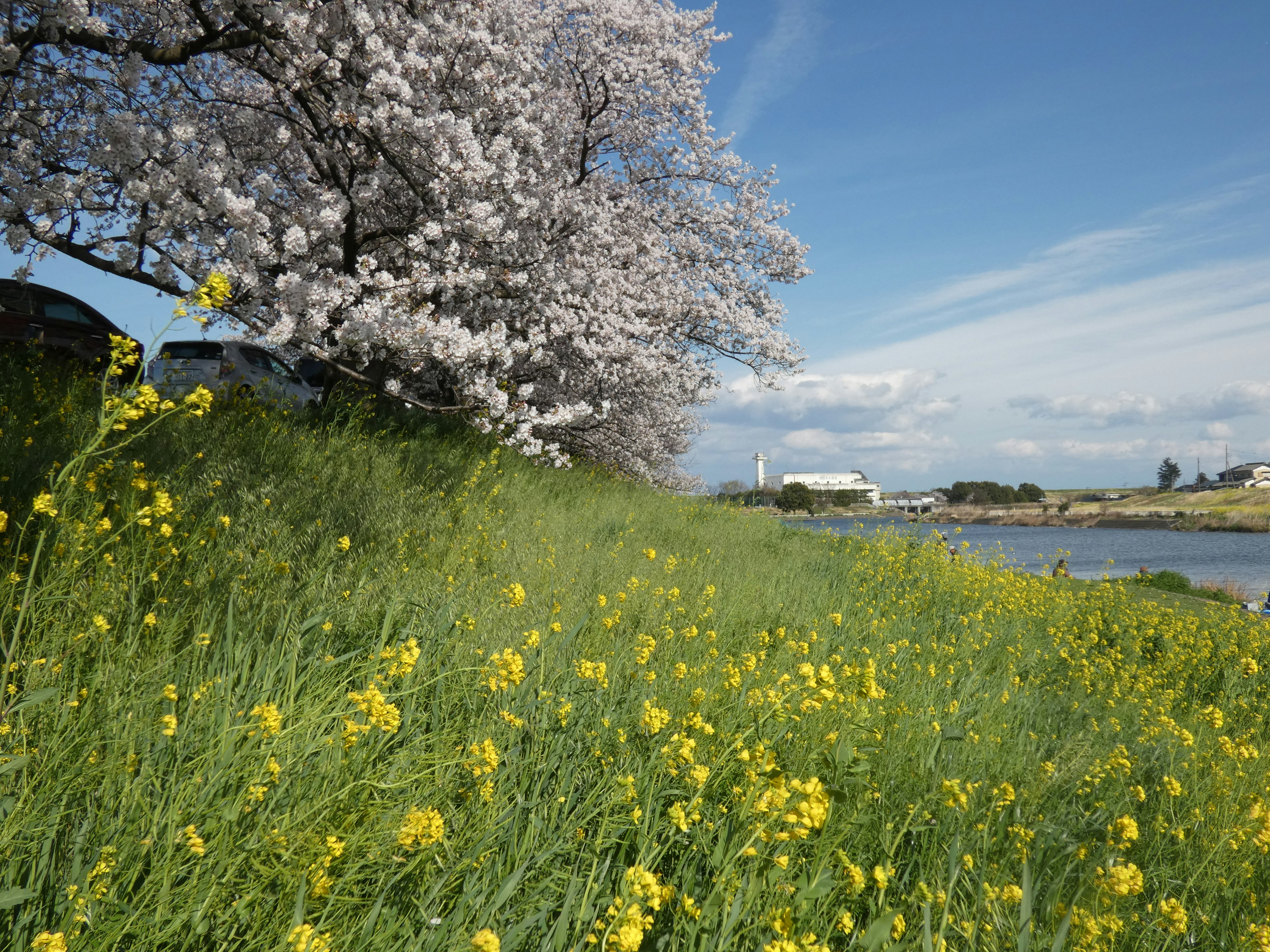 Landscape featuring a cherry blossom tree and a river with yellow flowers in green grass