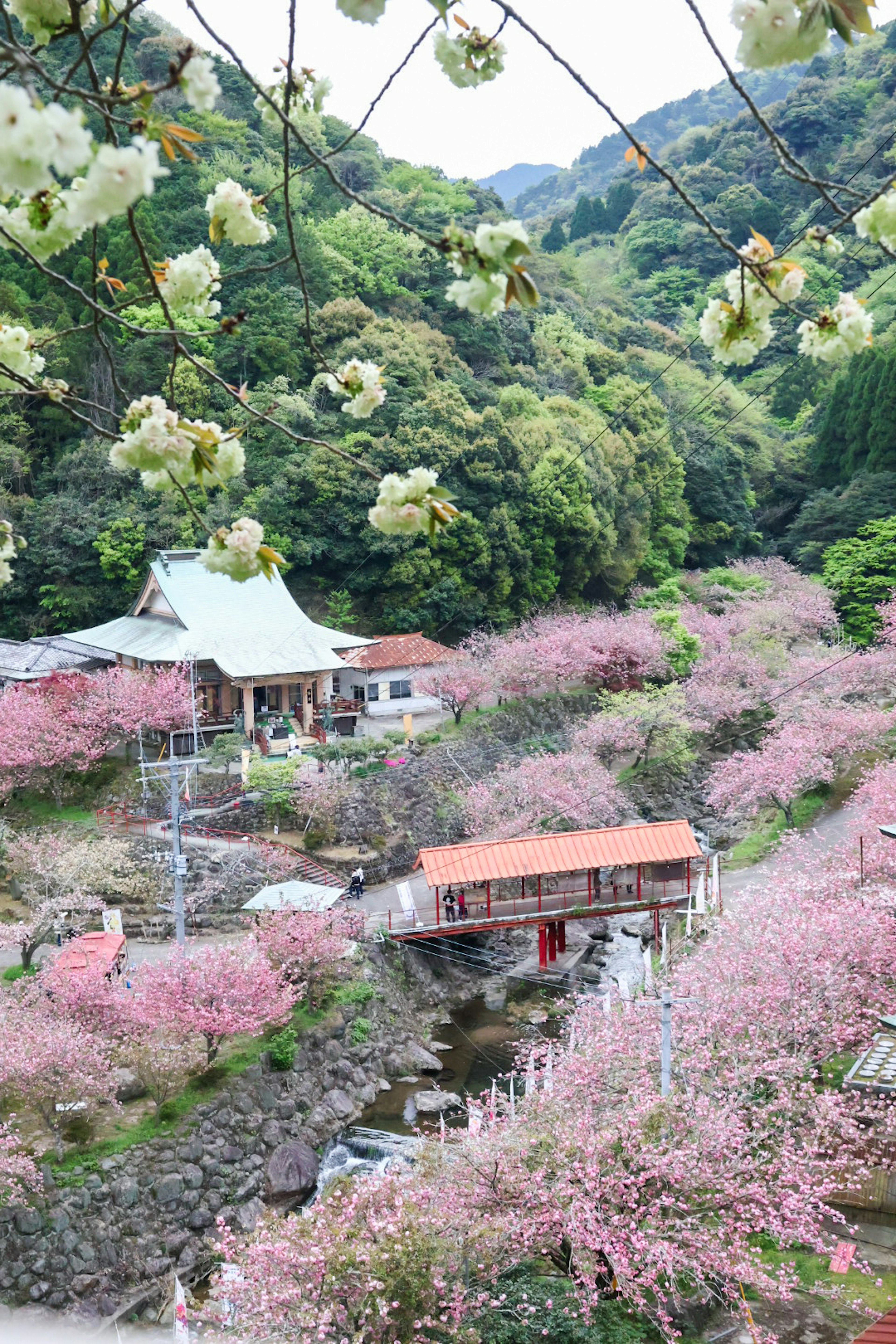 美しい桜の花が咲く風景に囲まれた寺院と小川