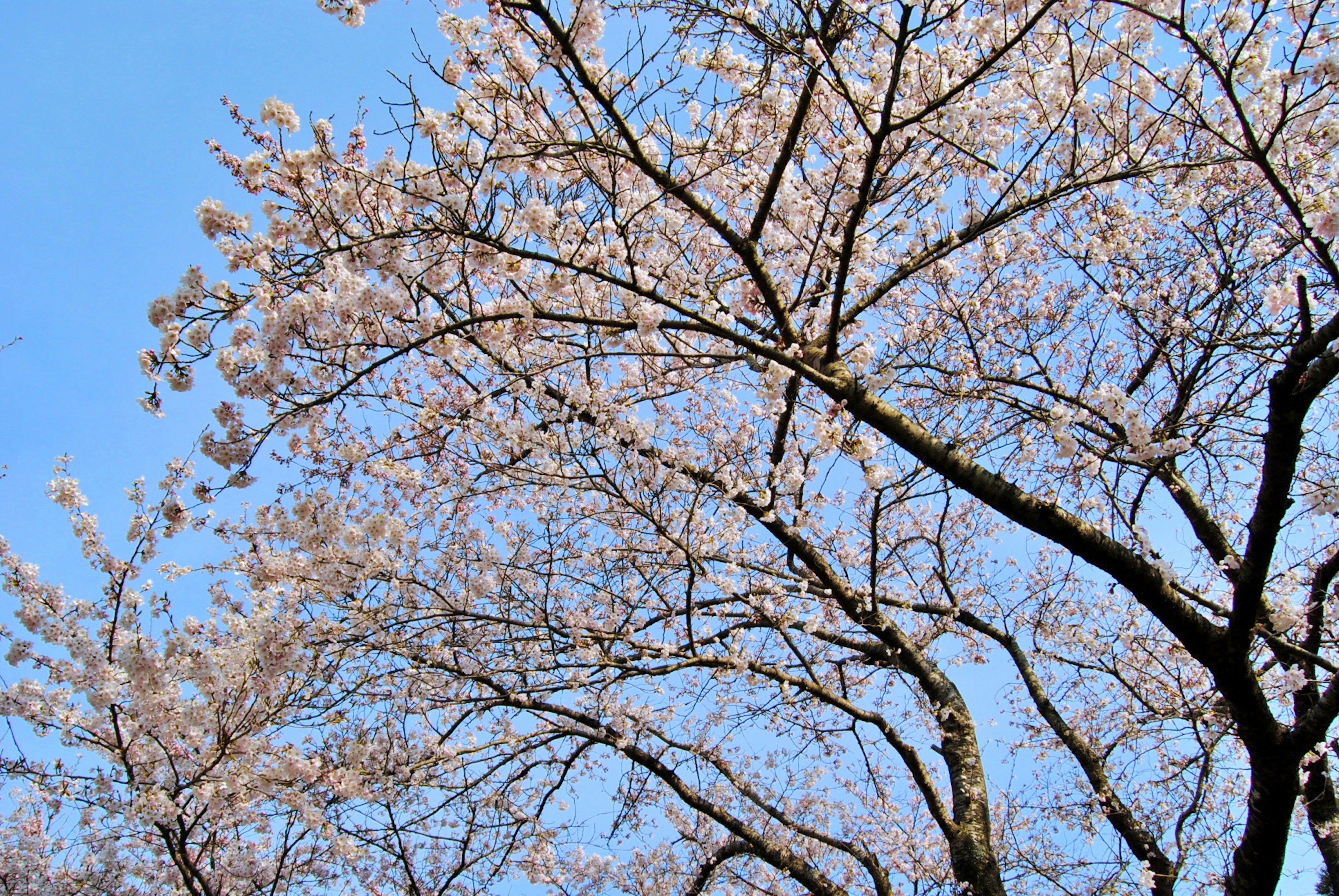 Pemandangan indah bunga sakura dan cabang di bawah langit biru