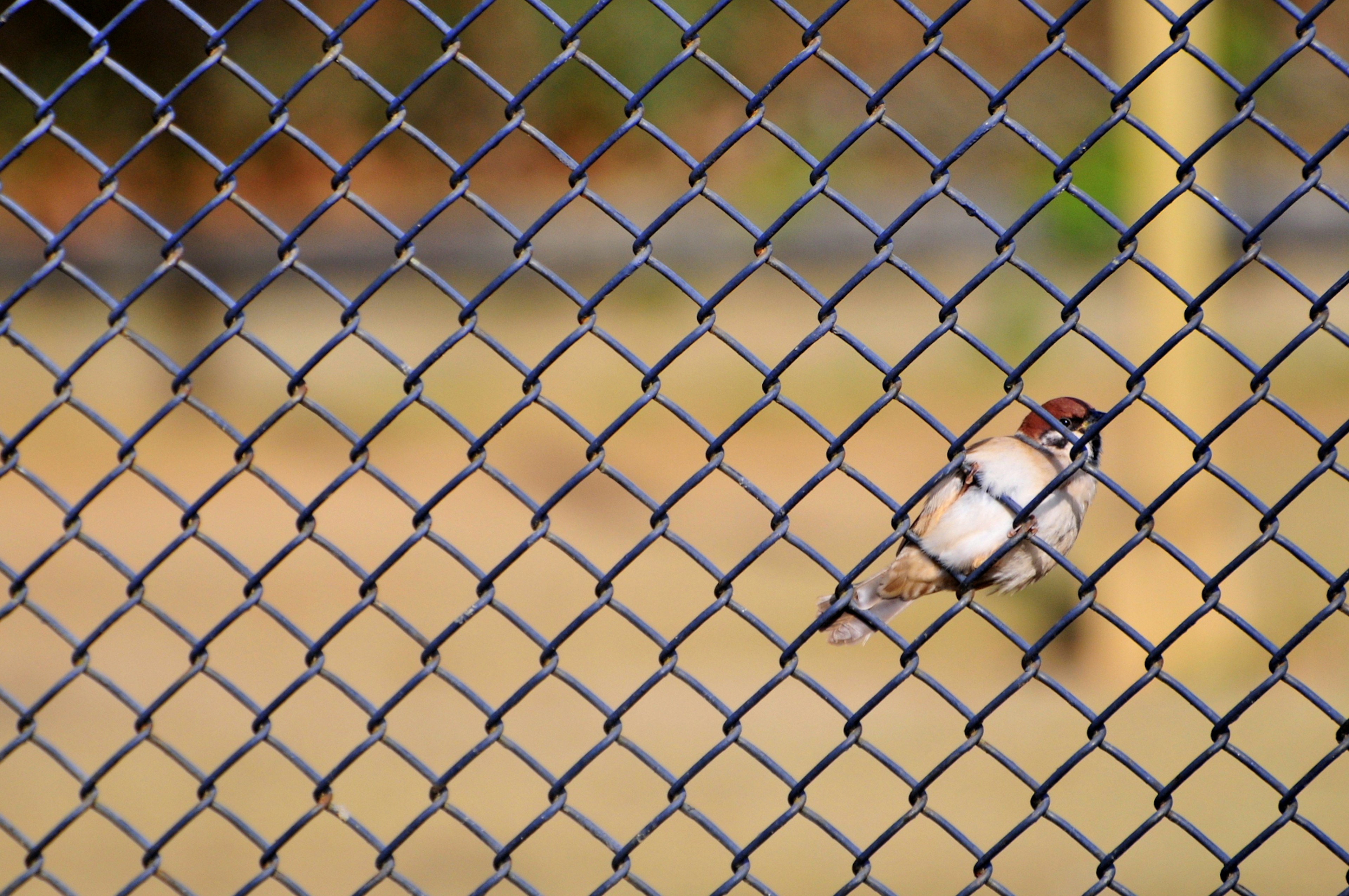 A small bird perched on a fence mesh