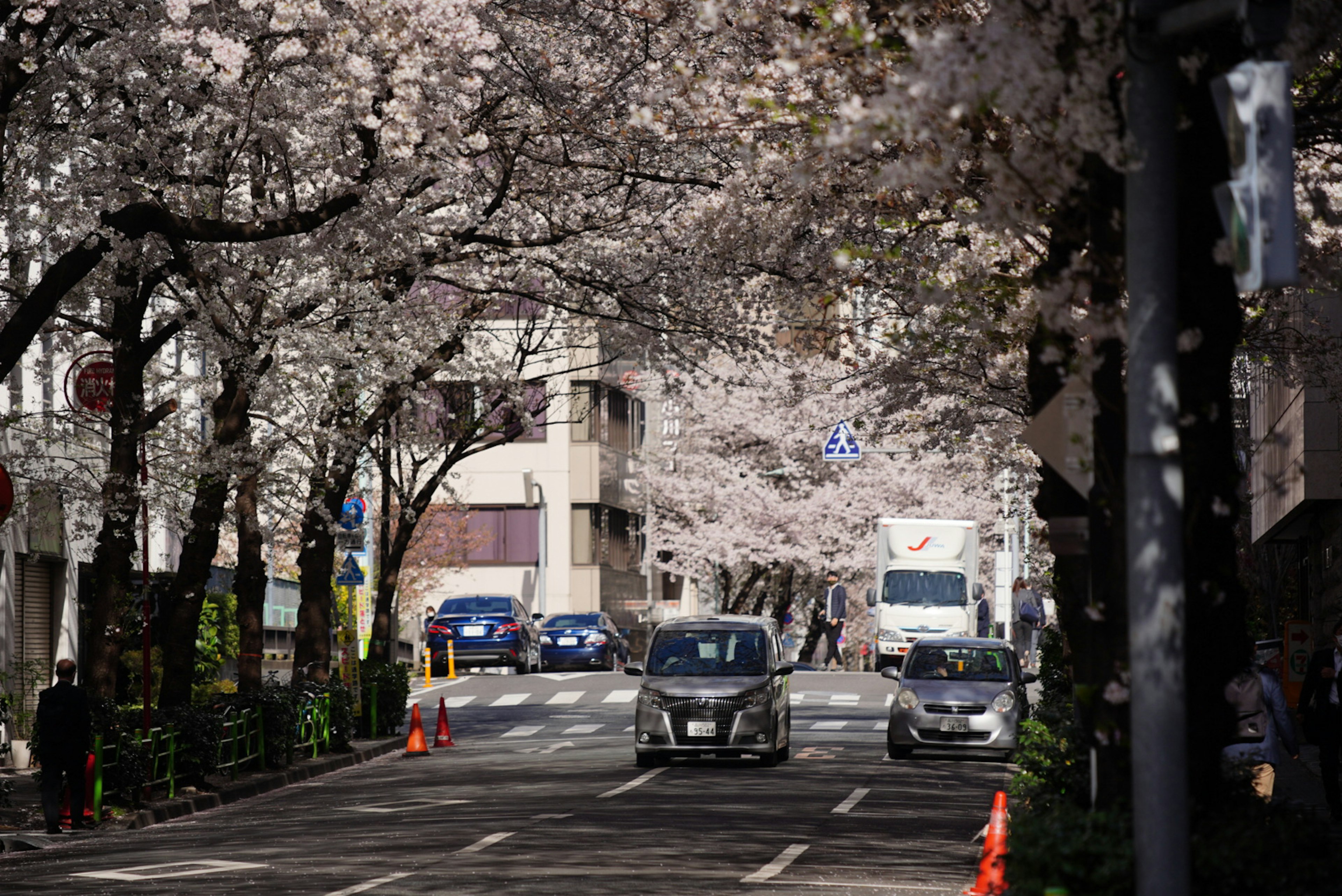 Rue bordée d'arbres en fleurs et de voitures