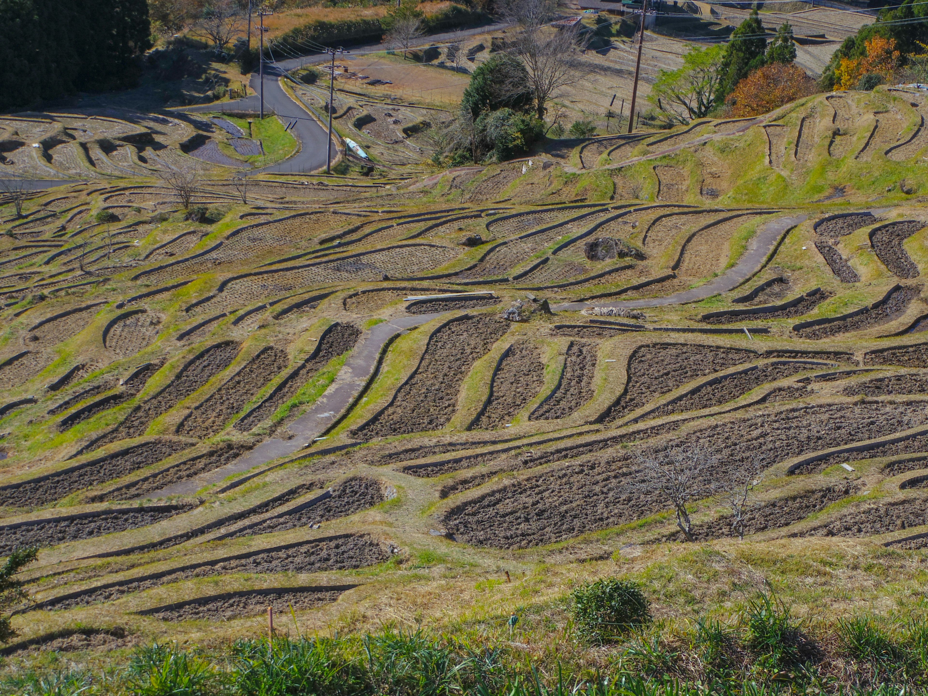 Ladang padi teras yang indah dengan pola yang rumit