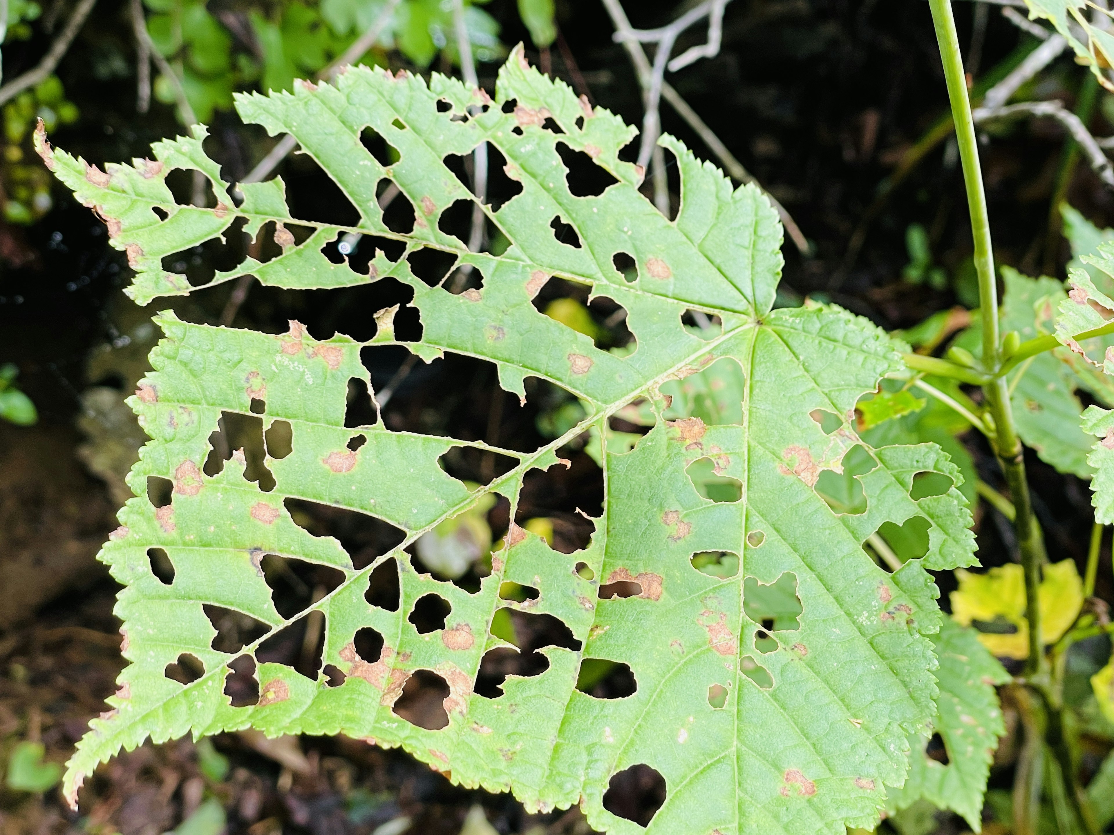 Foglia verde con buchi e motivi irregolari