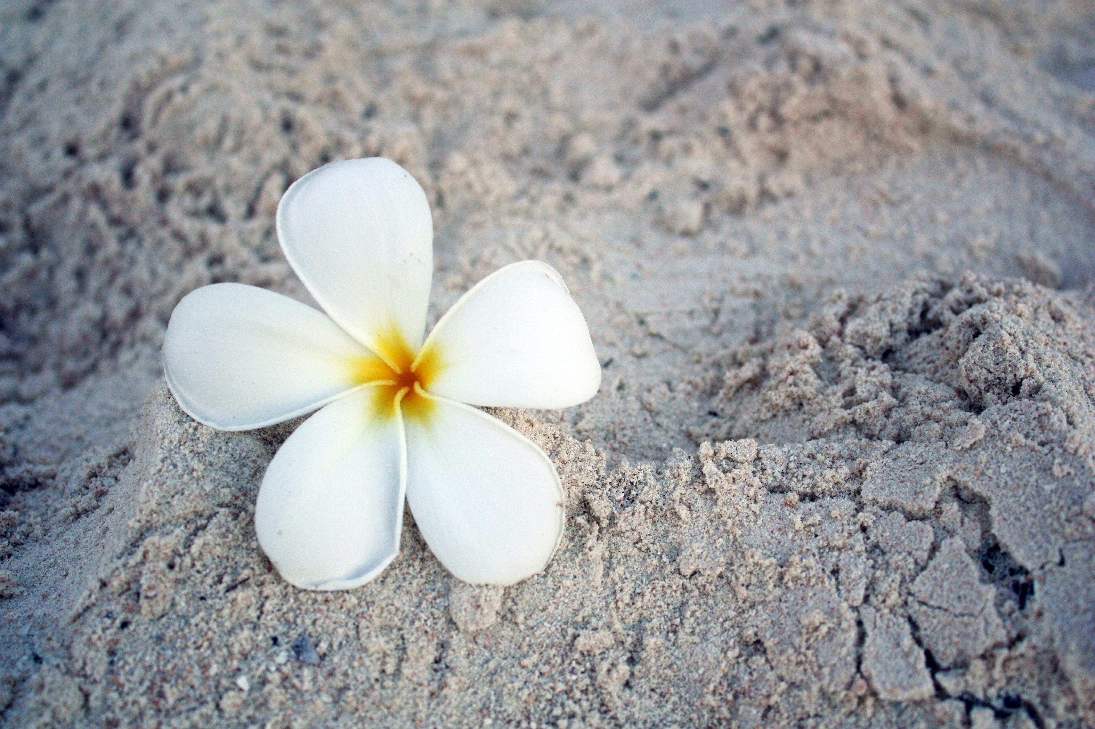 Eine weiße Plumeria-Blume, die auf einem Sandstrand liegt