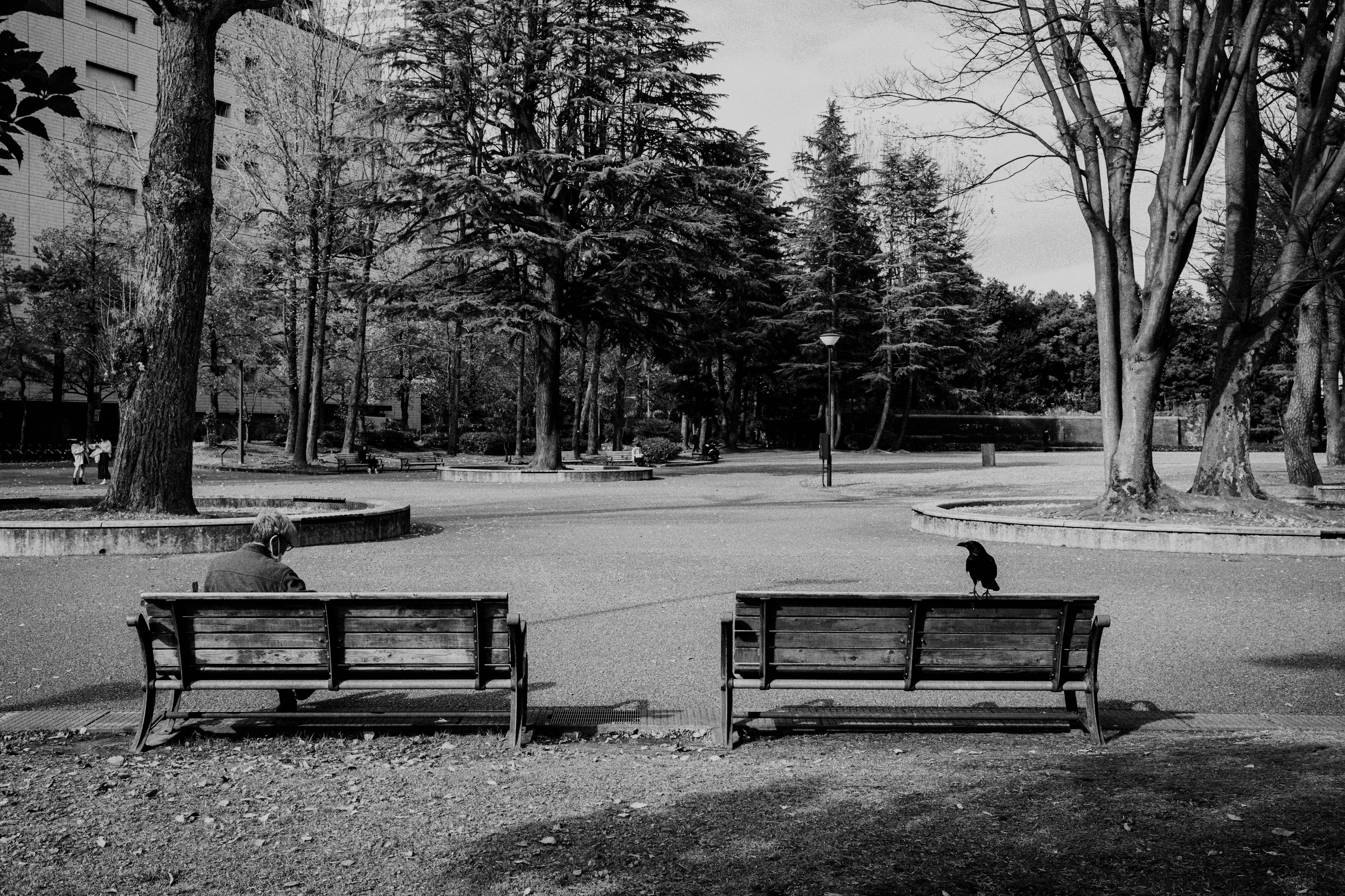 公園のベンチと木々の風景の白黒写真