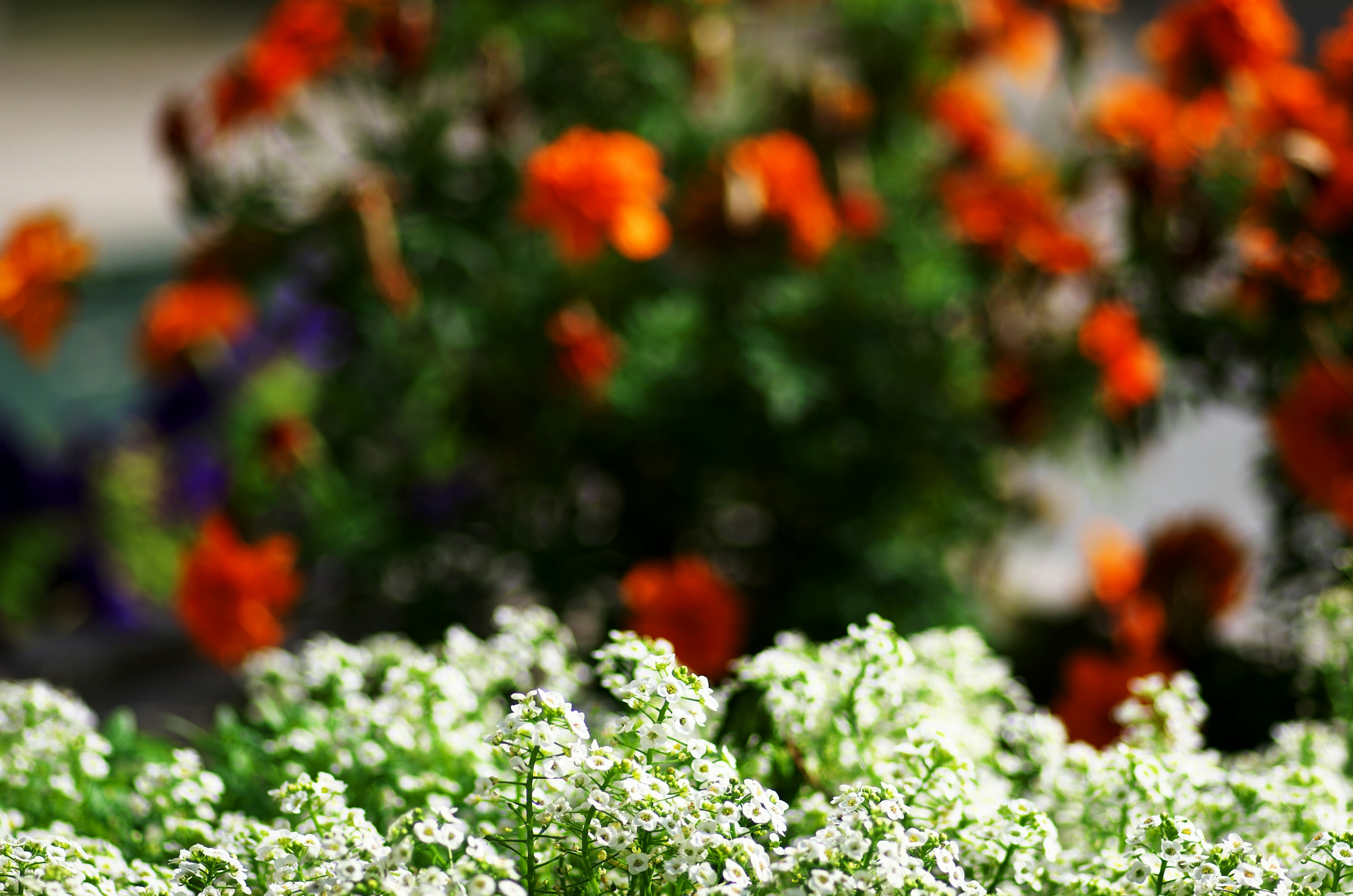 Nahaufnahme von weißen Blumen im Vordergrund mit lebhaften orangefarbenen Blumen im Hintergrund