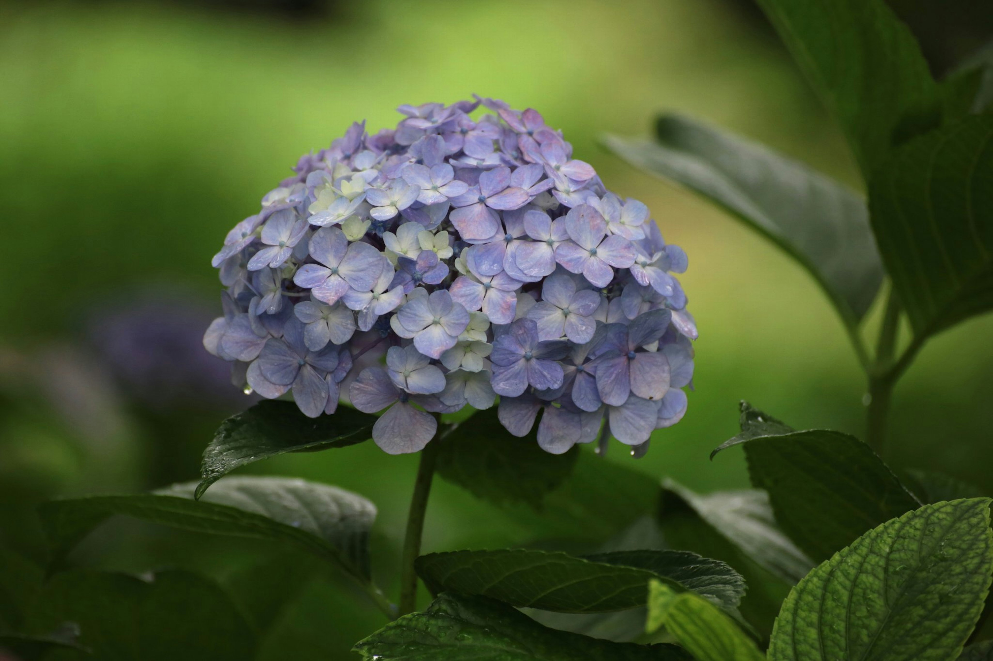 Gruppo di fiori di ortensia blu-viola circondati da foglie verdi