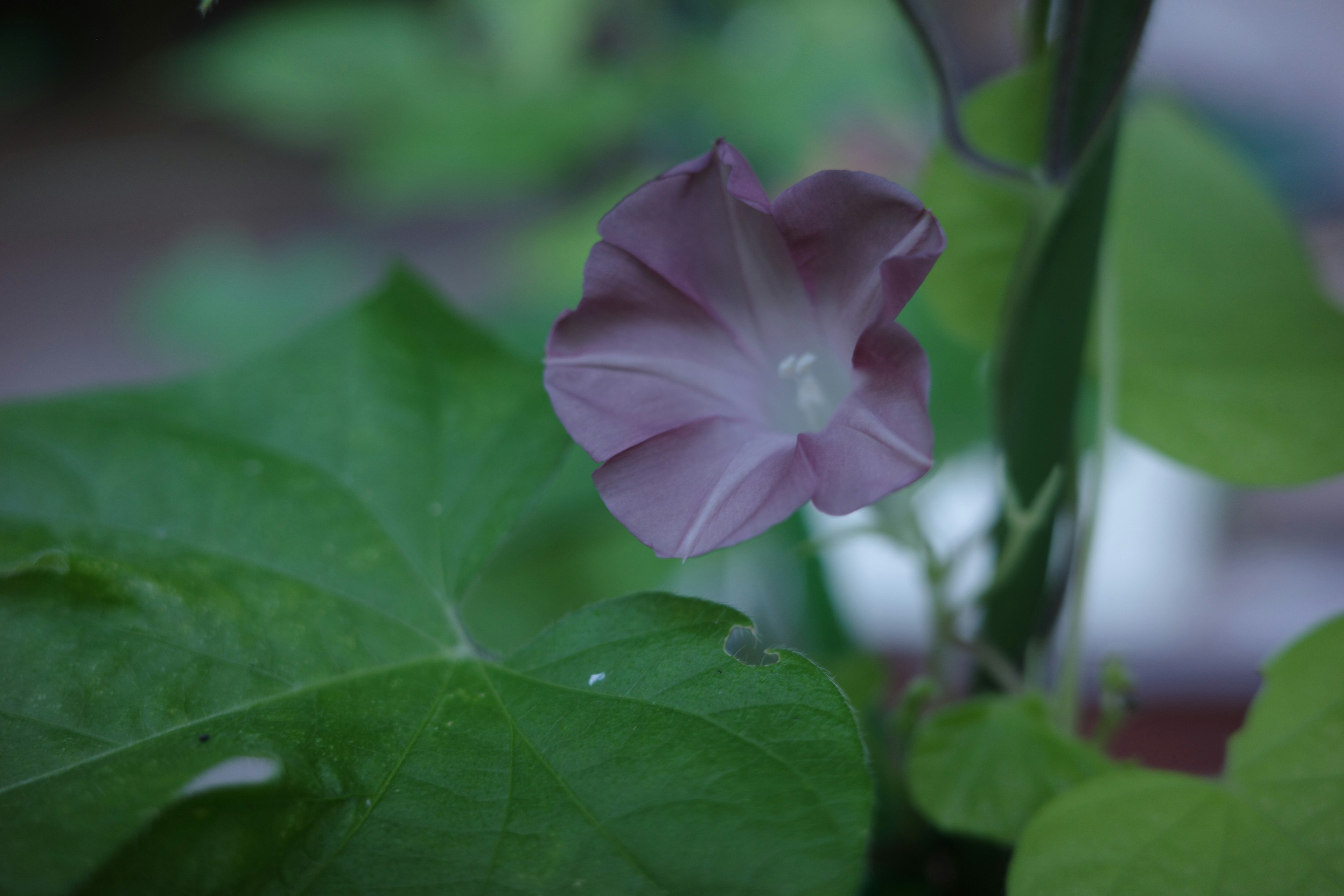 Una planta con una flor morada clara y hojas verdes