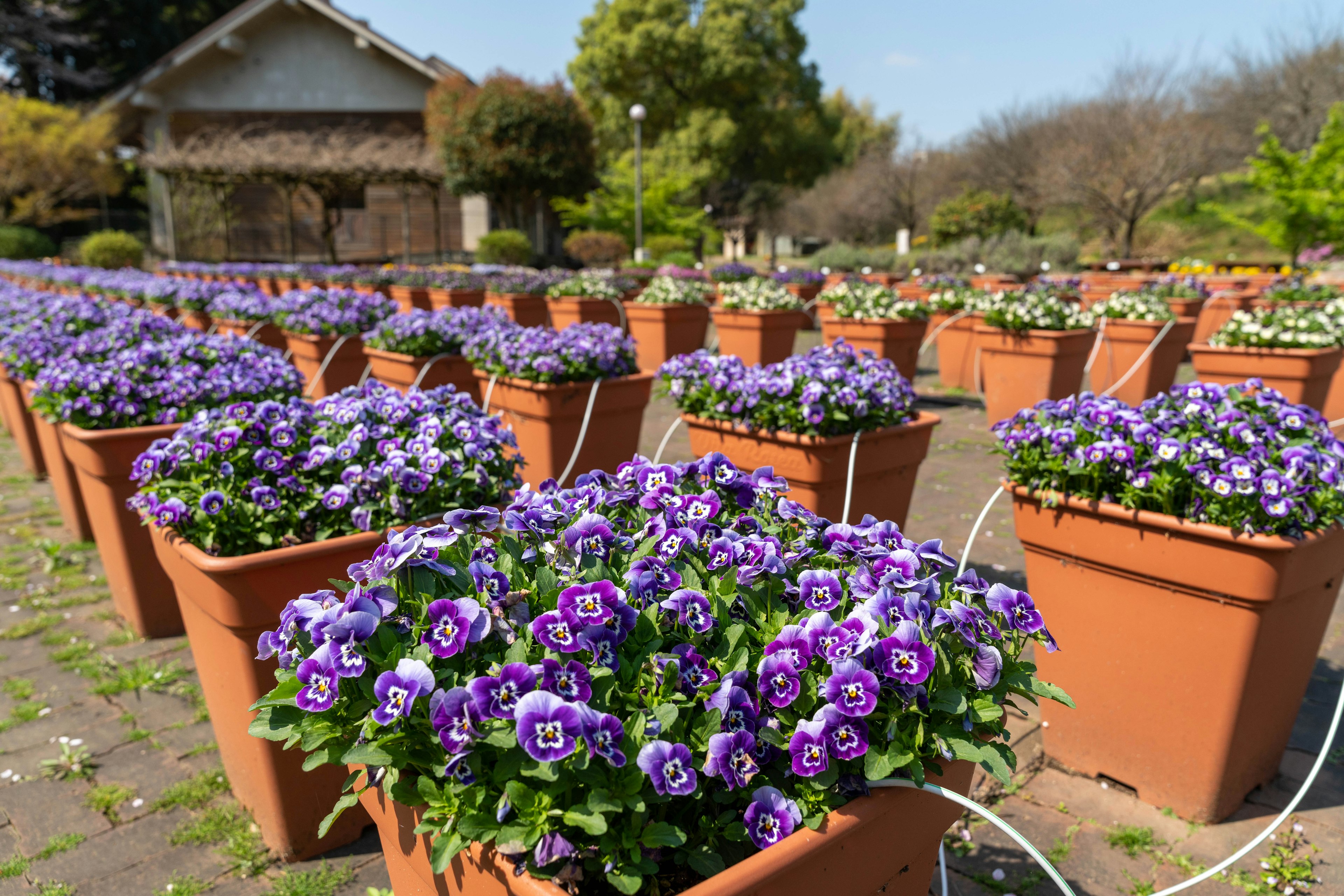 Scène de jardin avec des rangées de fleurs violettes en pot