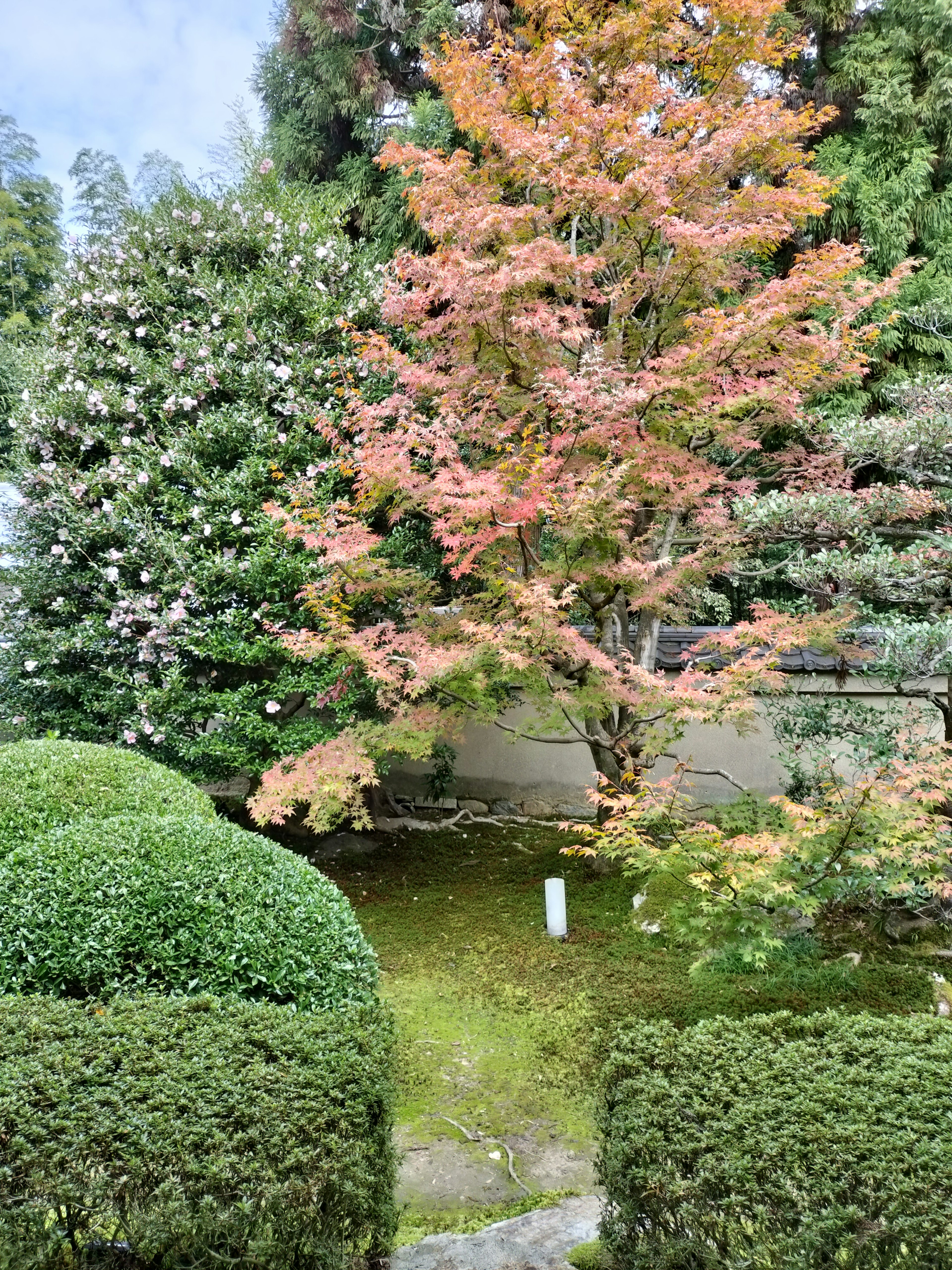 Bellissimo giardino giapponese con un albero deciduo e una vegetazione lussureggiante