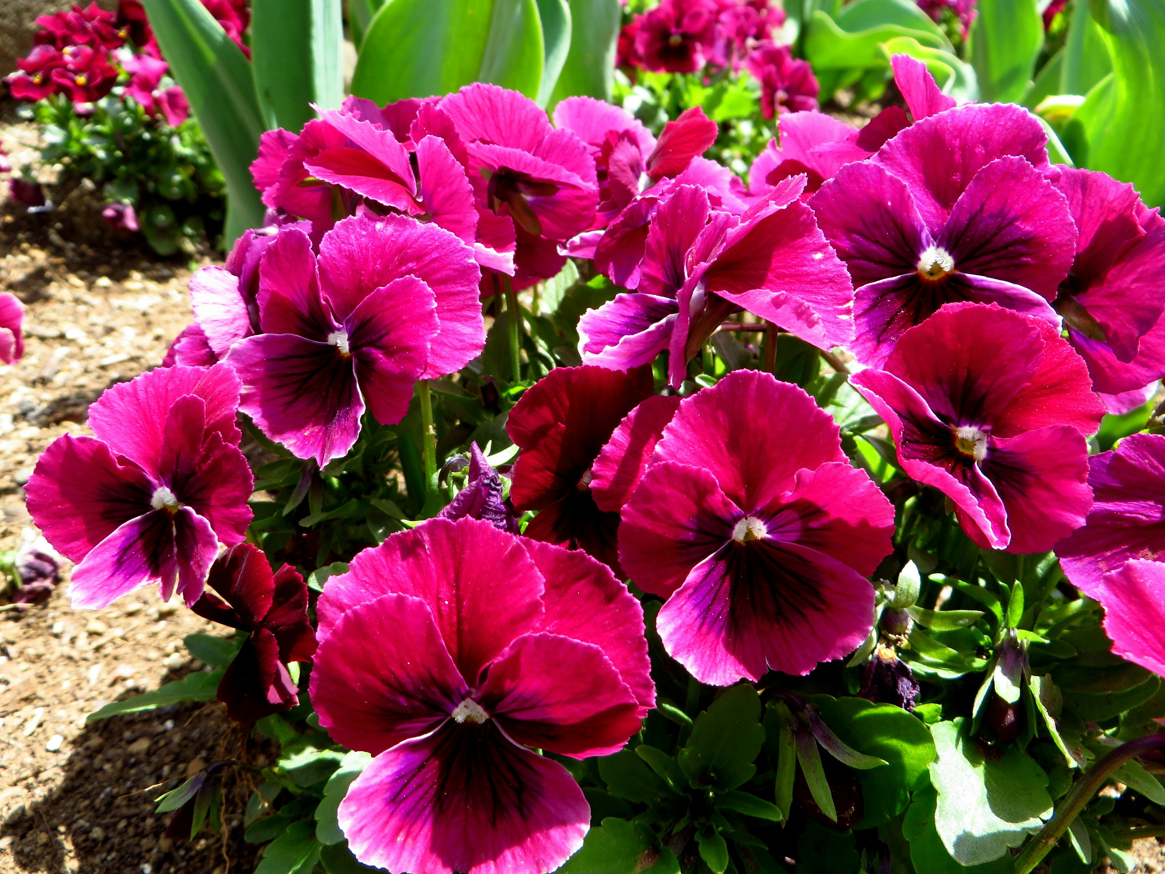 Vibrant purple pansy flowers blooming in a garden