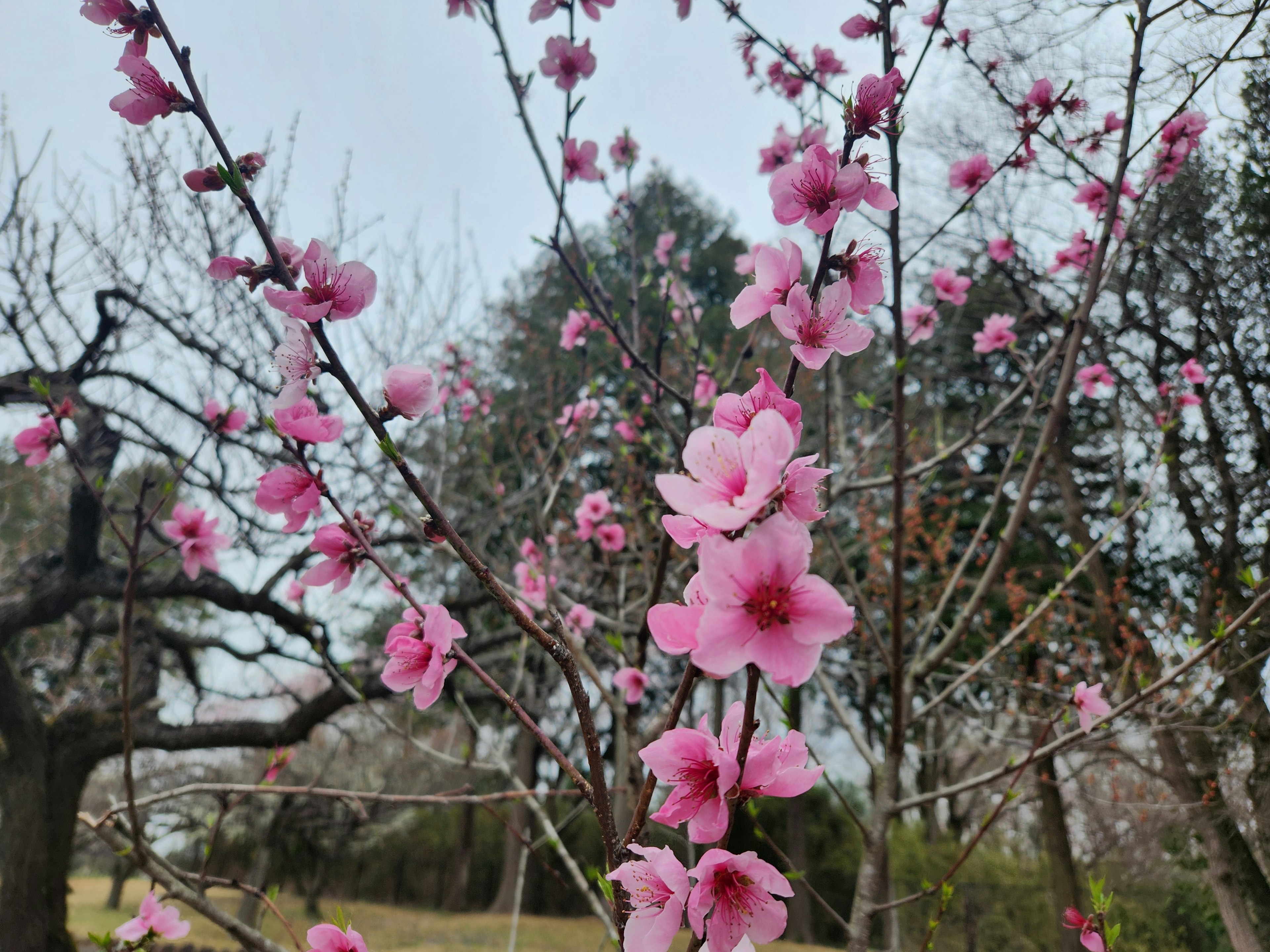 Nahaufnahme von Kirschblüten an Baumzweigen