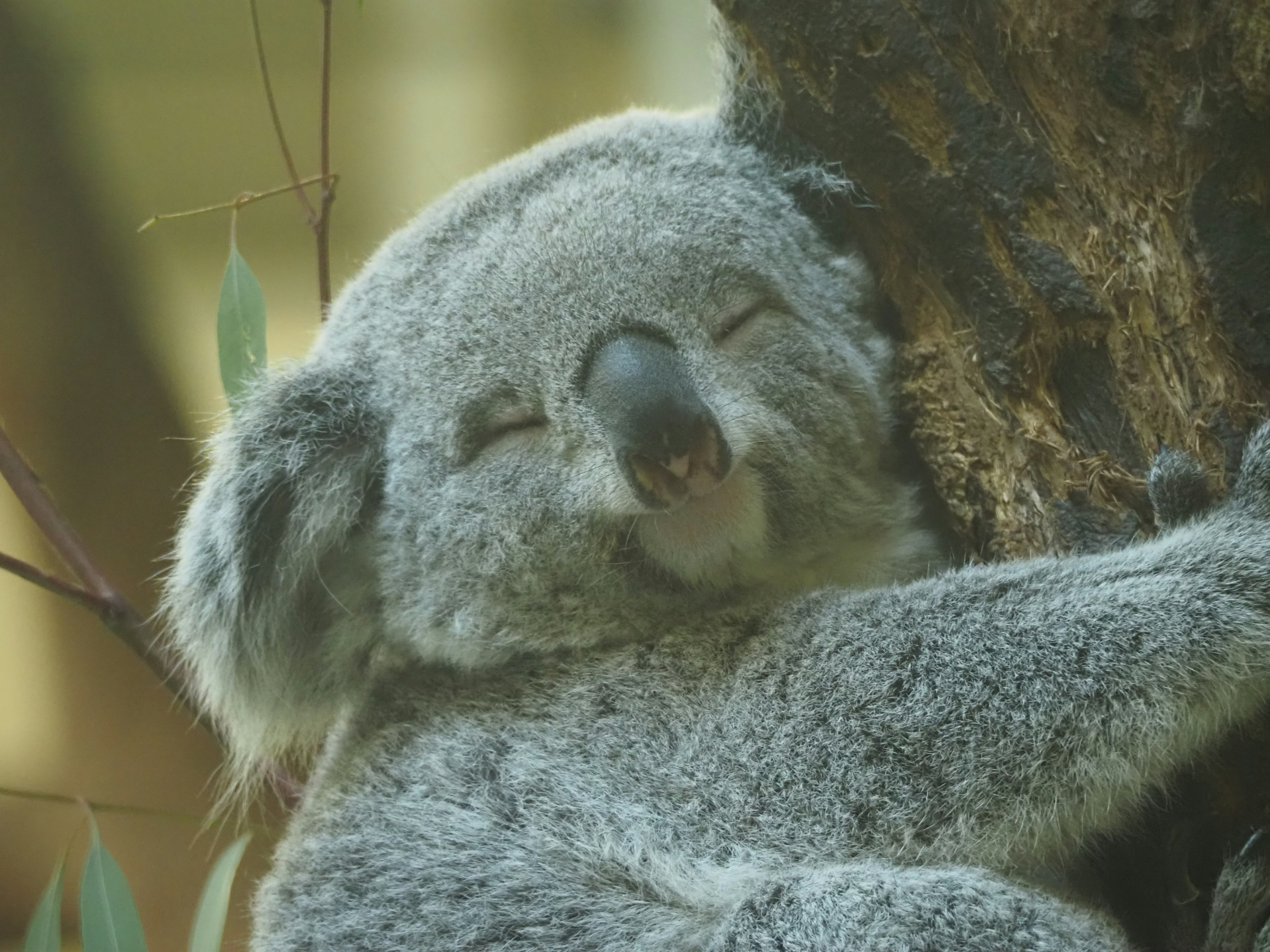 Nahaufnahme eines Koalas, der einen Baum umarmt