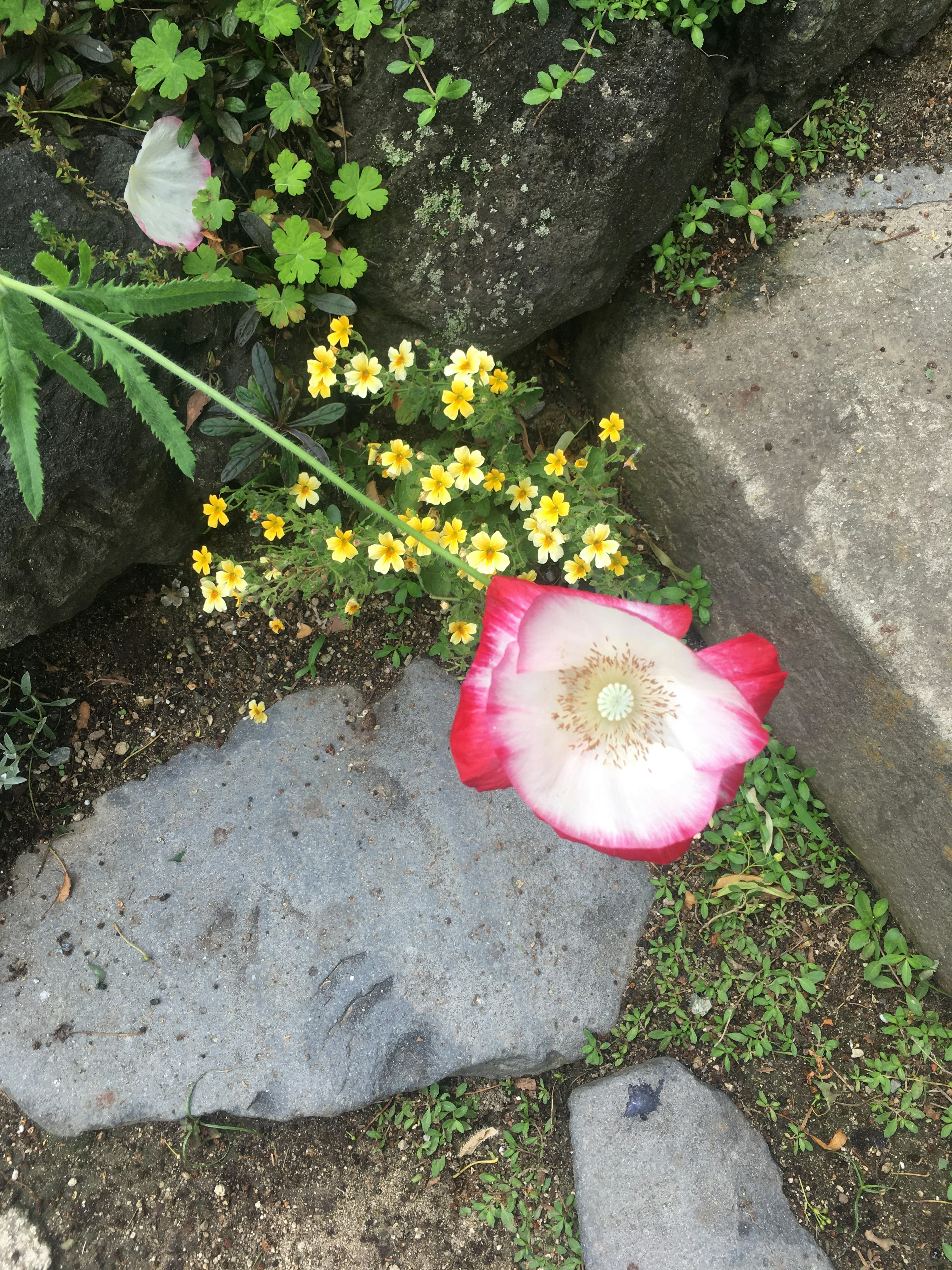 鮮やかな赤と白の花びらが地面に落ちている様子と黄色い小花が周囲に咲いている