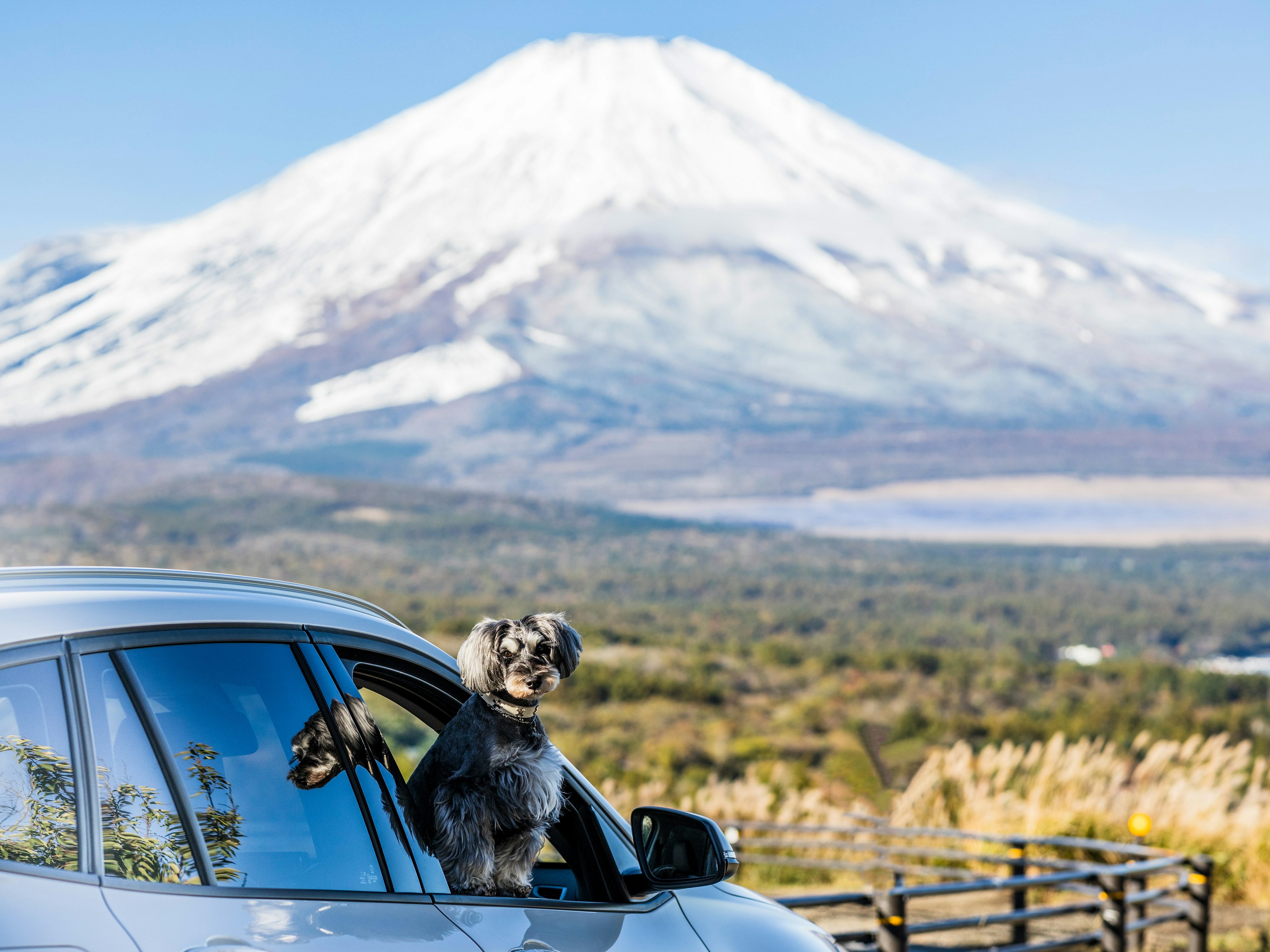 Cane che guarda fuori dal finestrino dell'auto con il Monte Fuji sullo sfondo