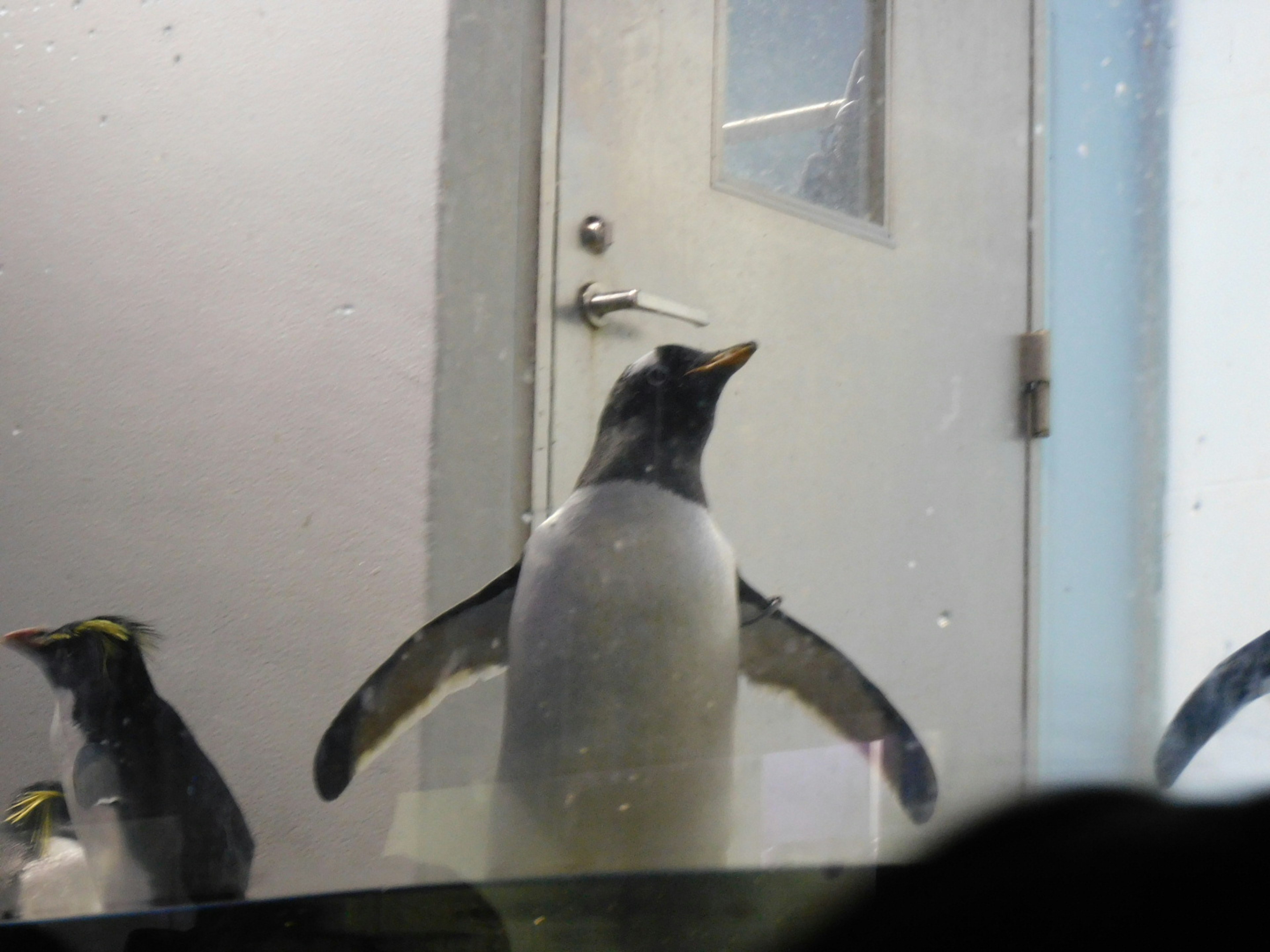 A penguin standing in front of a door with wings spread