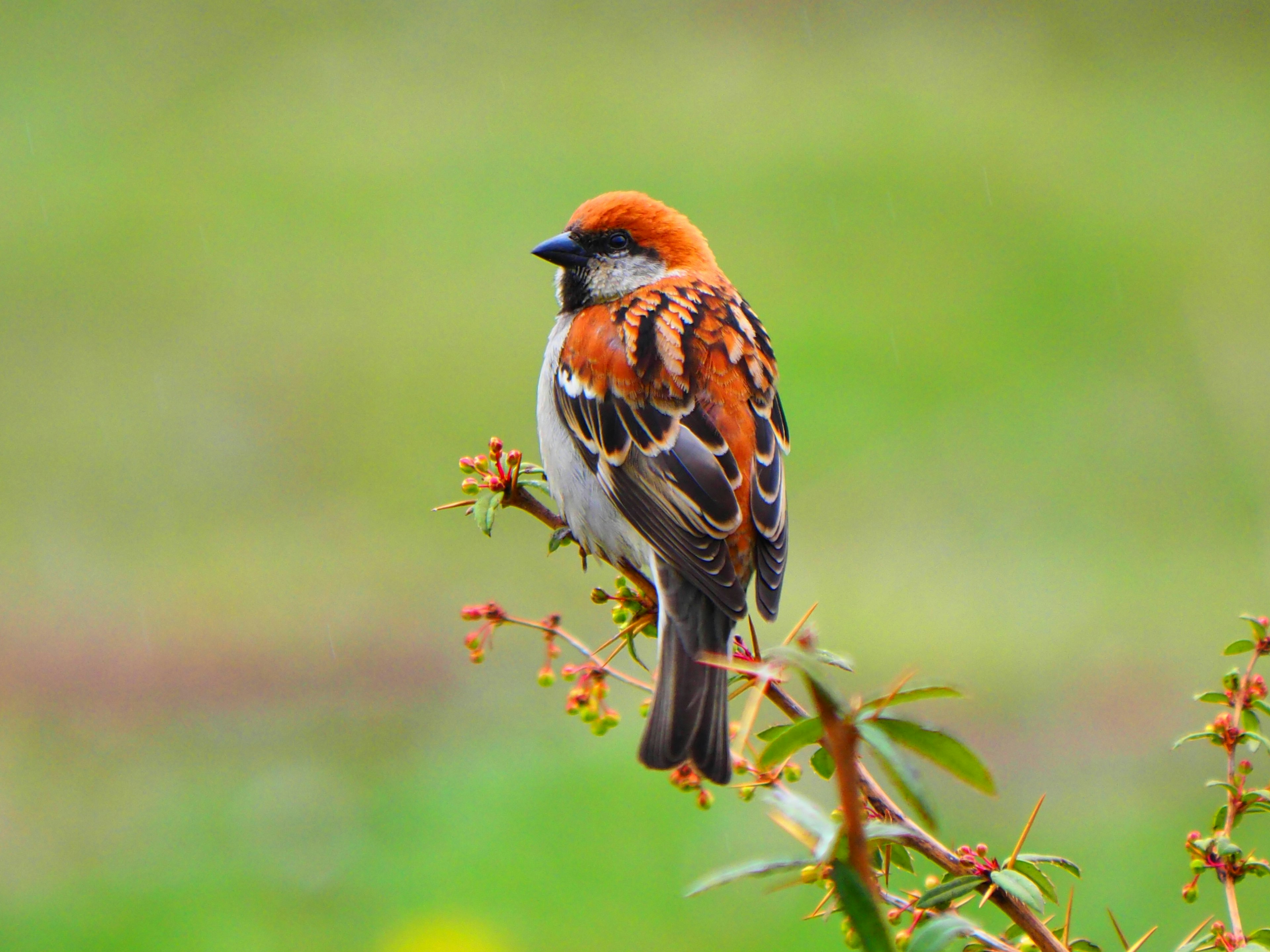 Un pequeño pájaro con cabeza naranja posado en una rama florecida