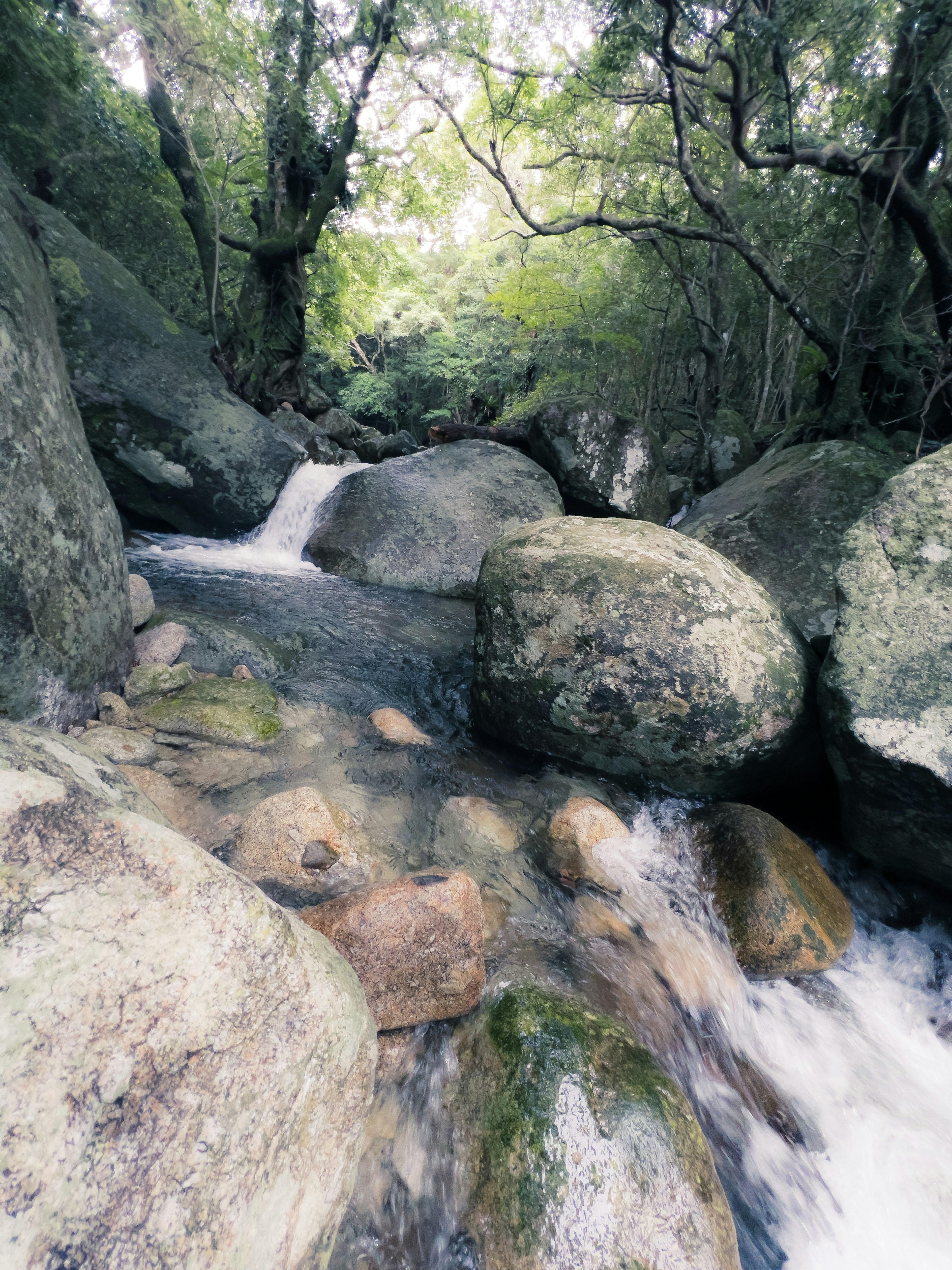 Paisaje natural de rocas y arroyo rodeado de árboles verdes