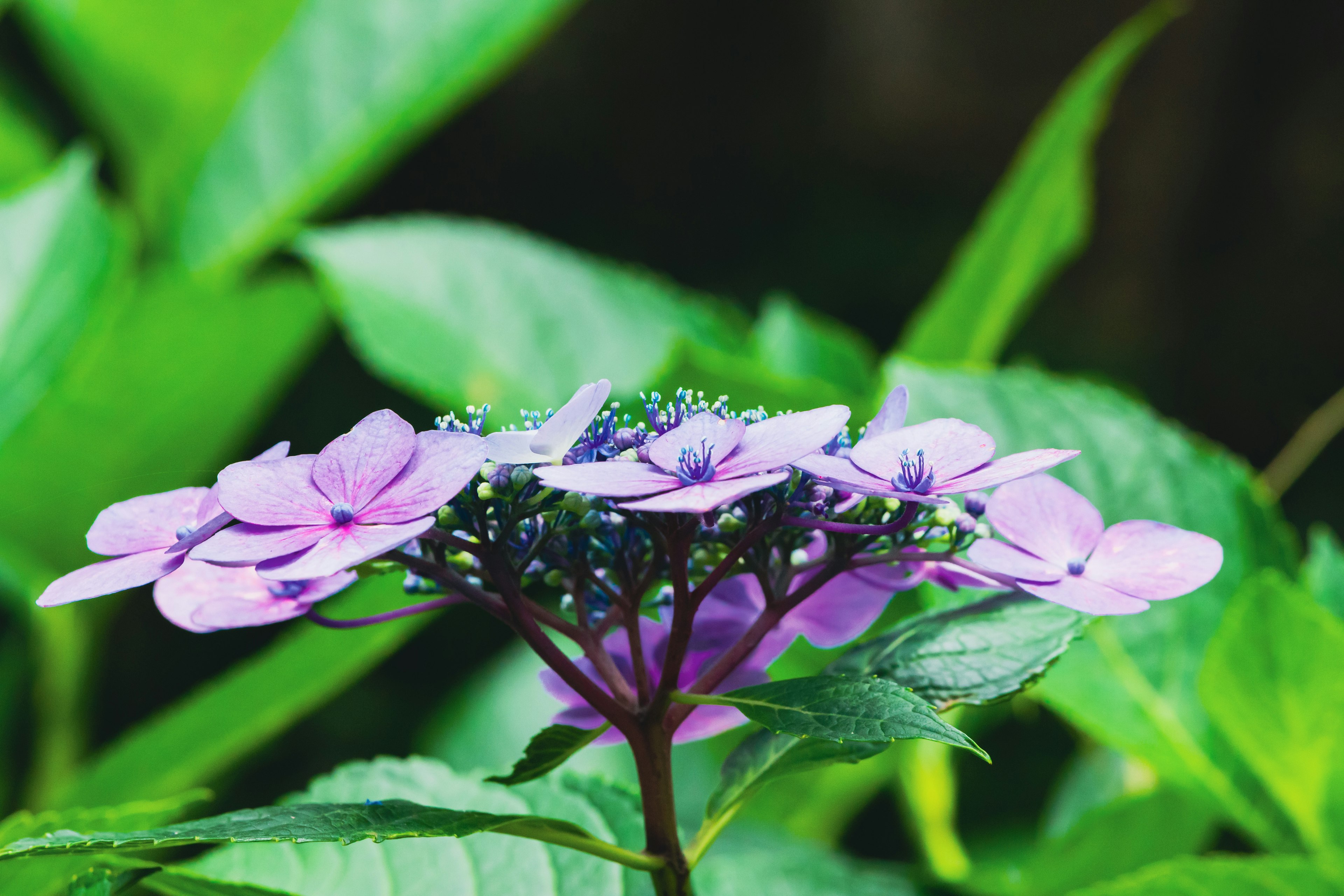 鮮やかな紫色の花が緑の葉に囲まれている