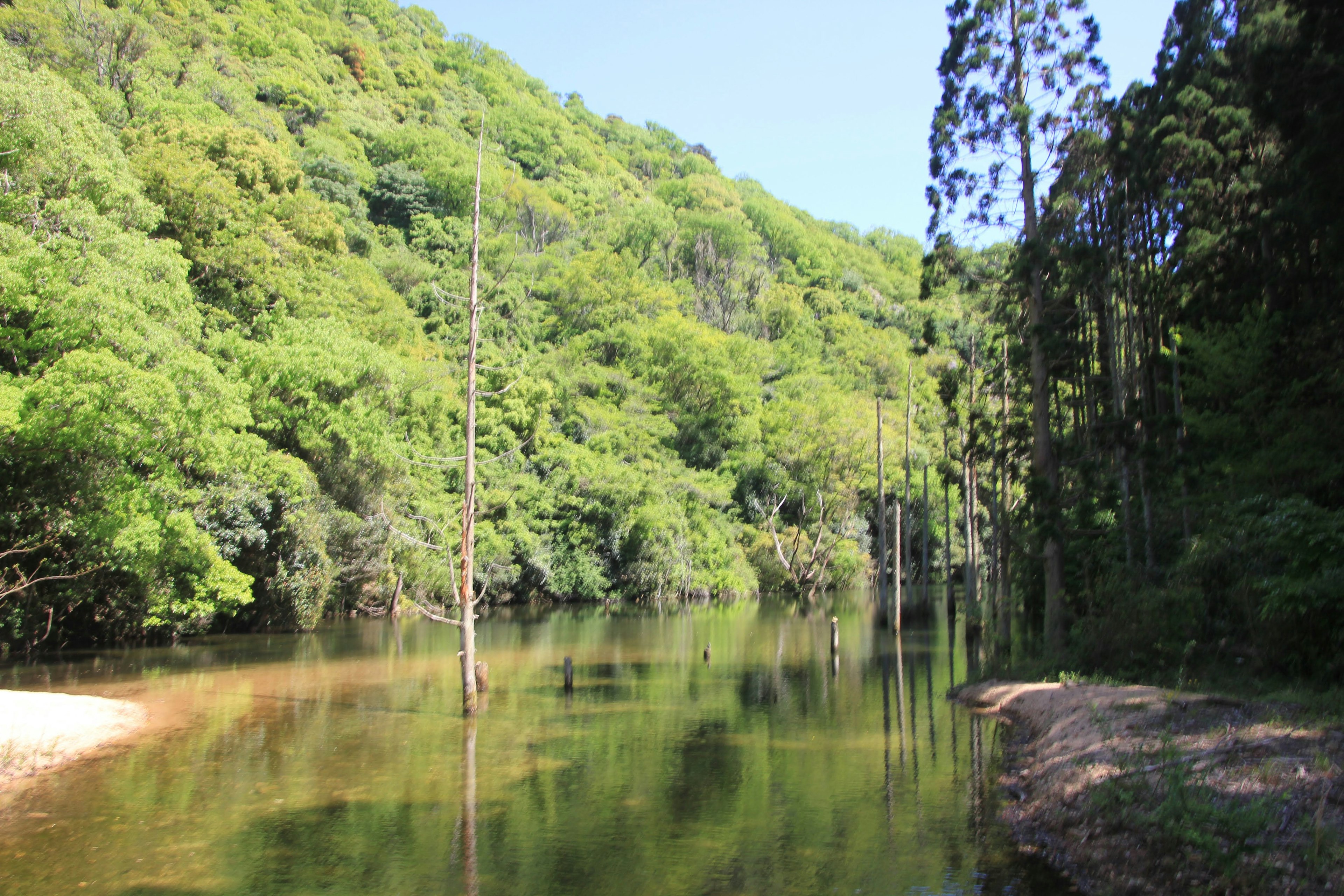 Ruhiger Fluss umgeben von üppigen grünen Bäumen und Hügeln