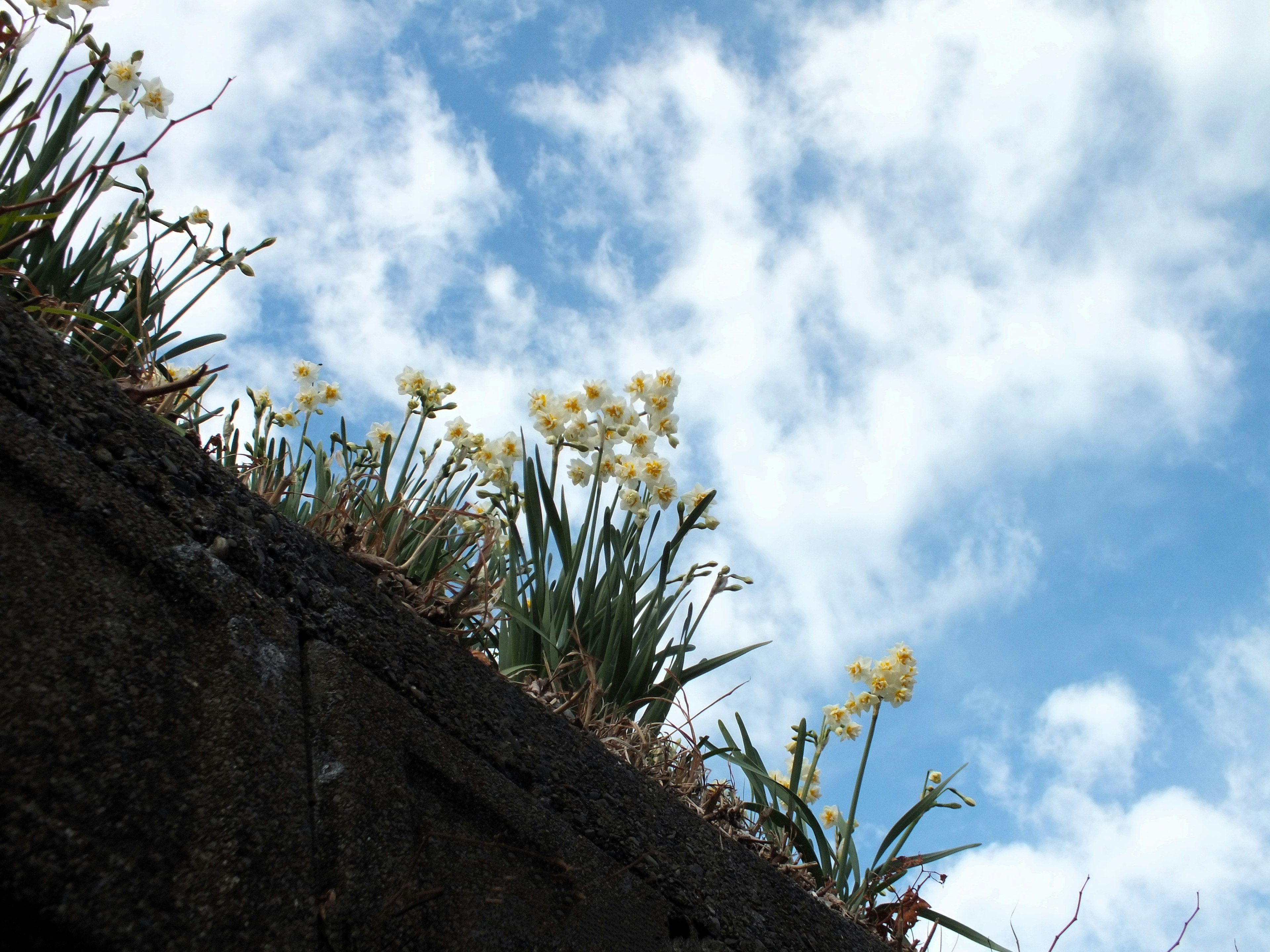 Muro de concreto cubierto de hierba verde y flores amarillas bajo un cielo azul