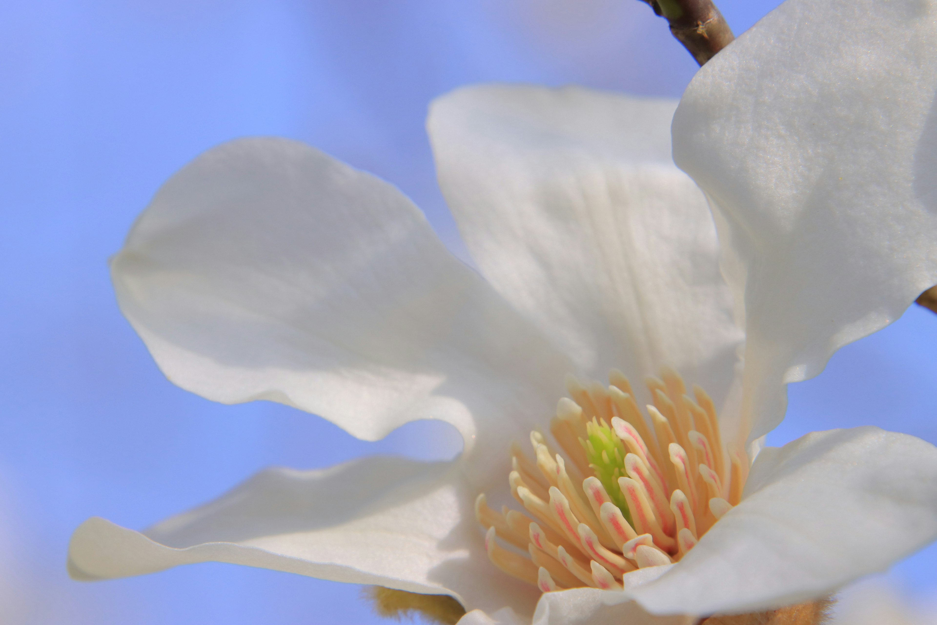 白い花のクローズアップ 青い空を背景にした花びらと中心の緑色の部分