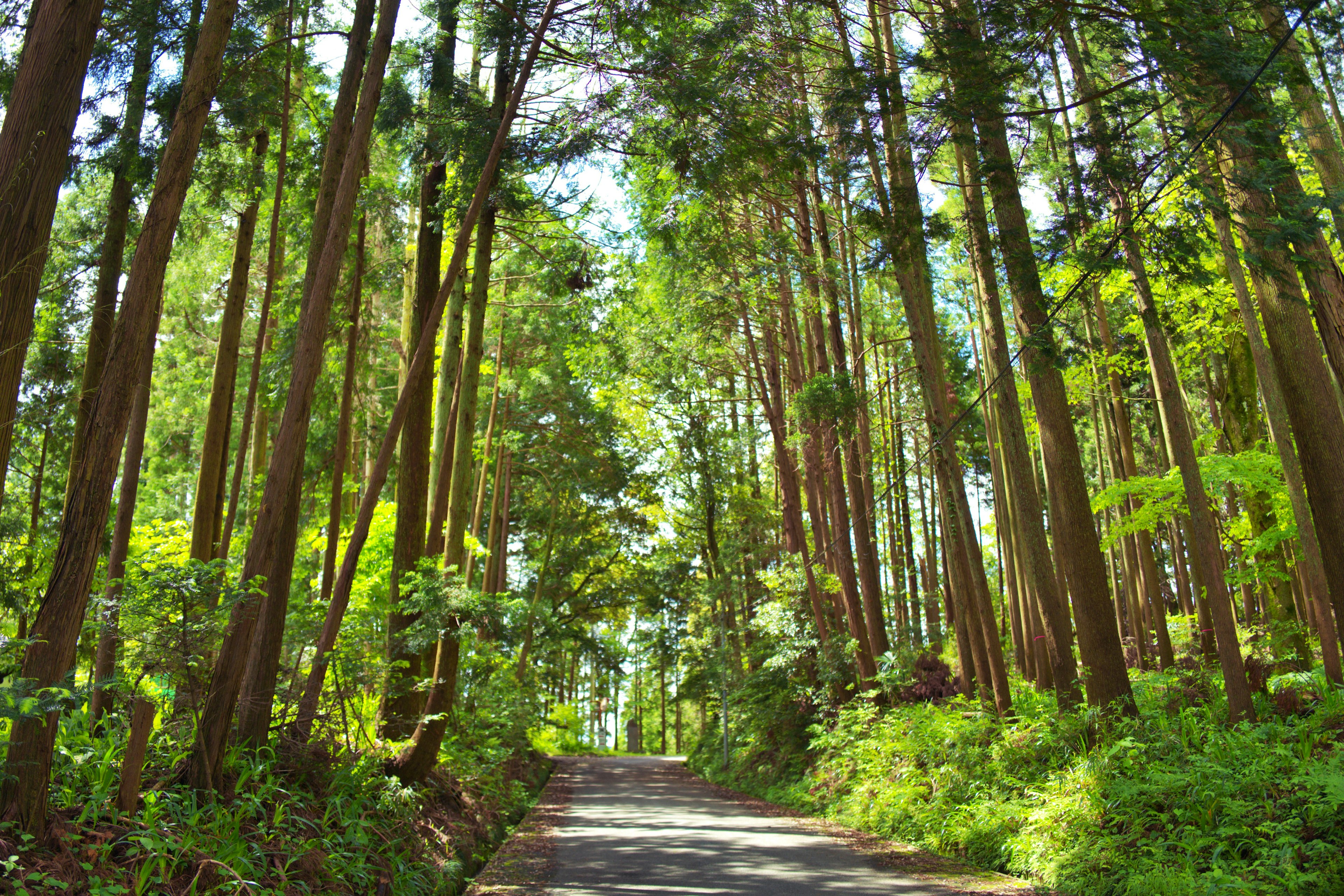 Un sentiero sereno attraverso una foresta lussureggiante circondata da alberi alti