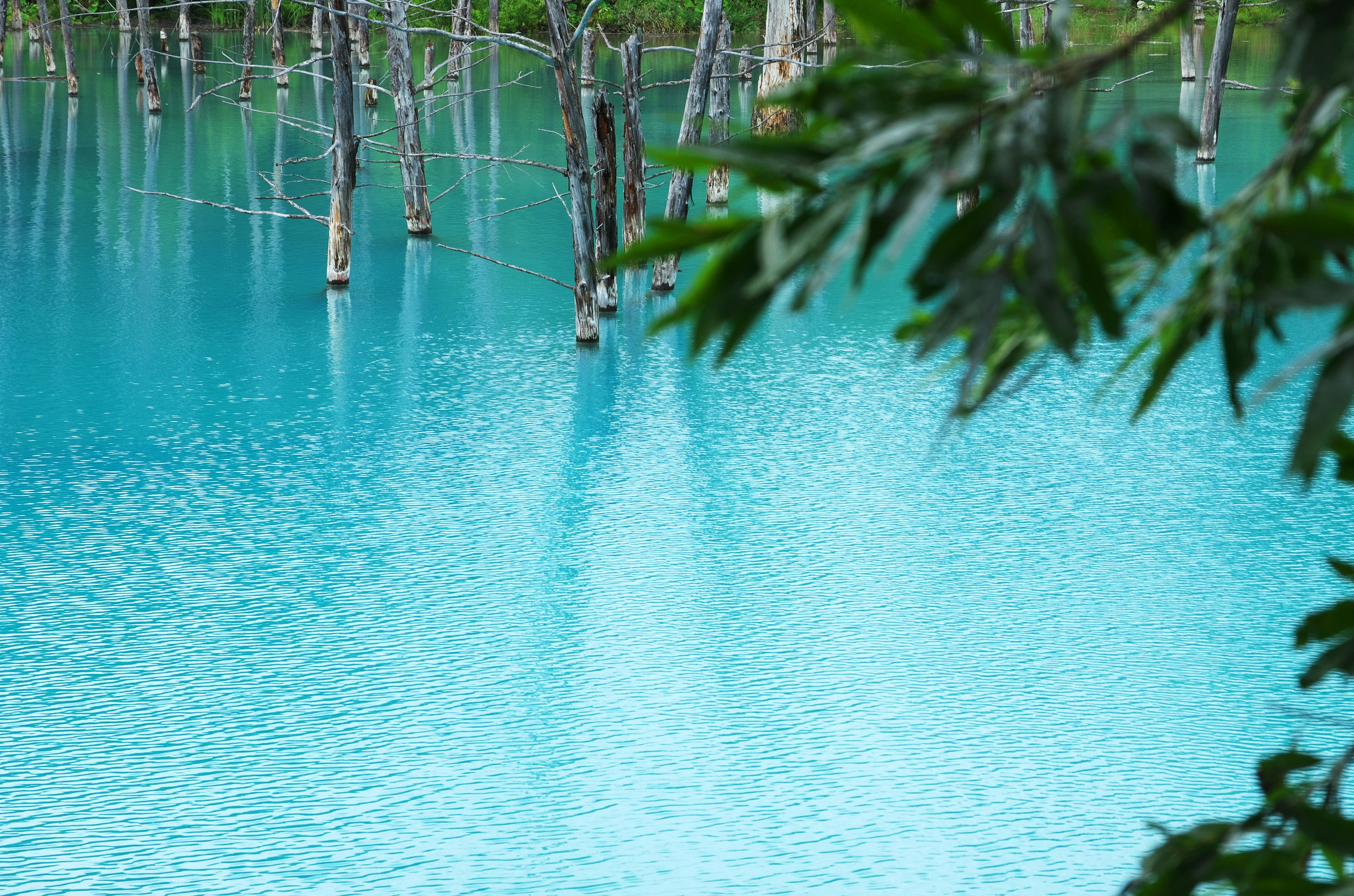 青色湖泊與樹木倒影的風景