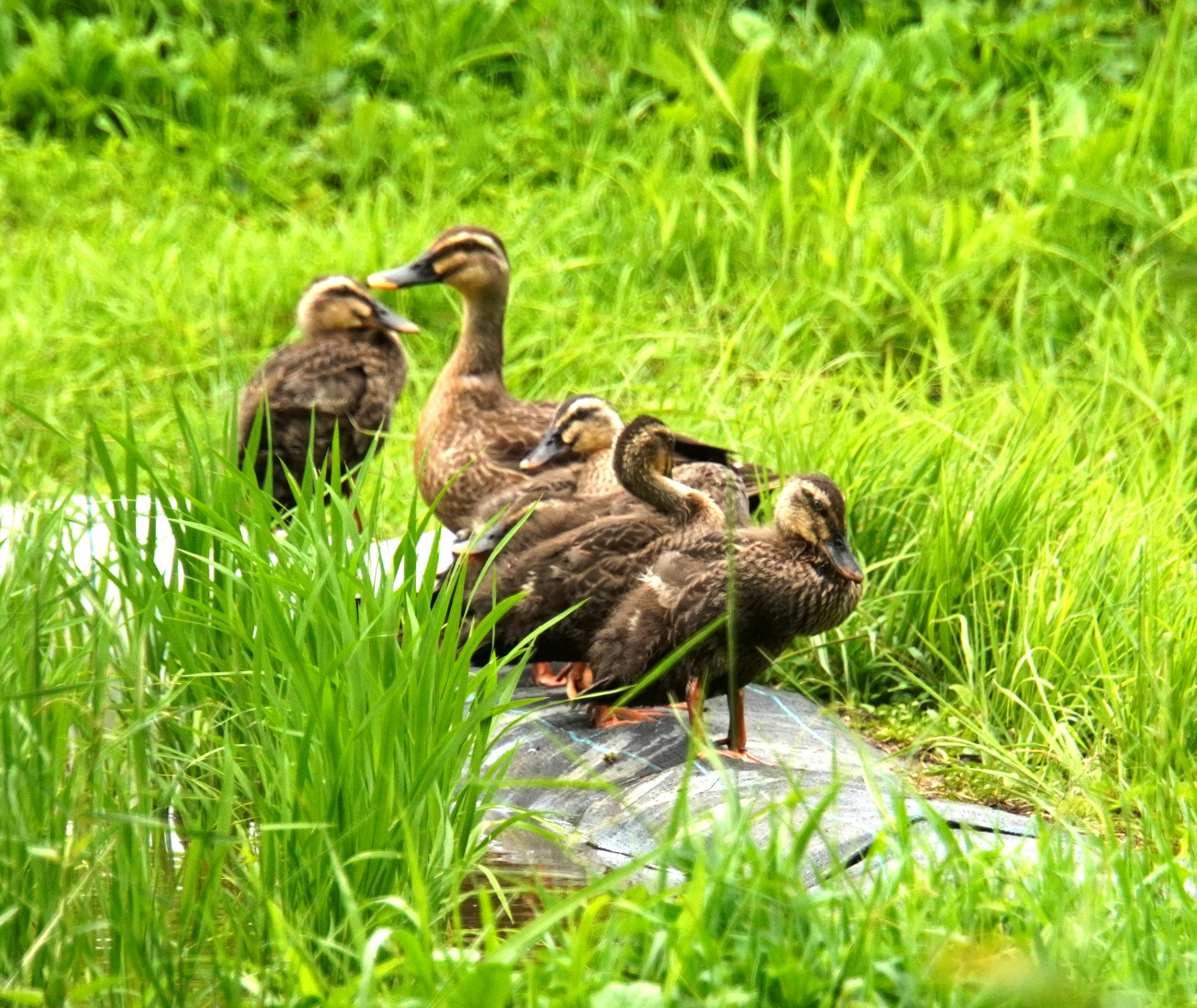 Un groupe de canetons se reposant sur une bûche entourée d'herbe verte