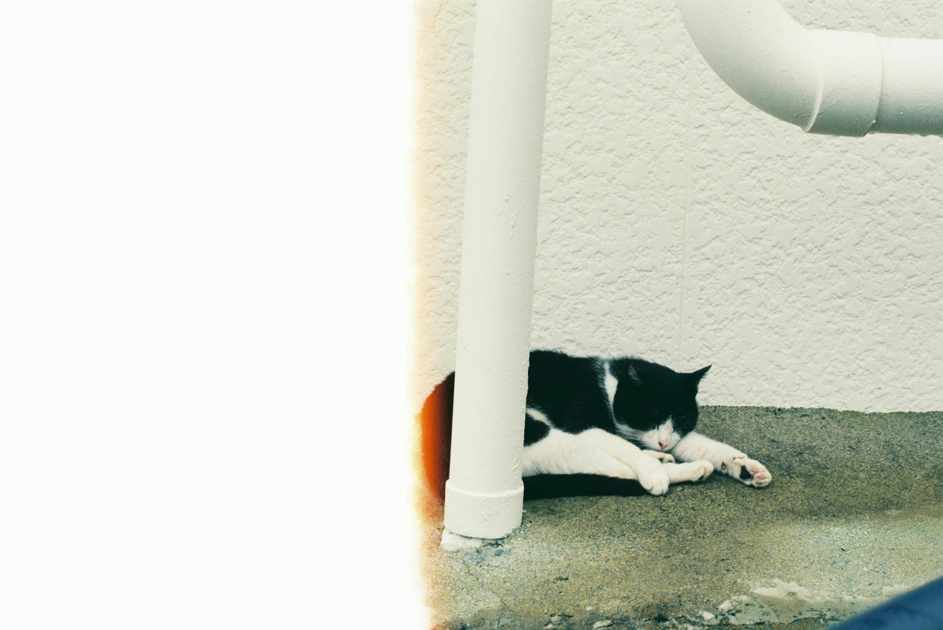 A black and white cat sleeping near a pipe