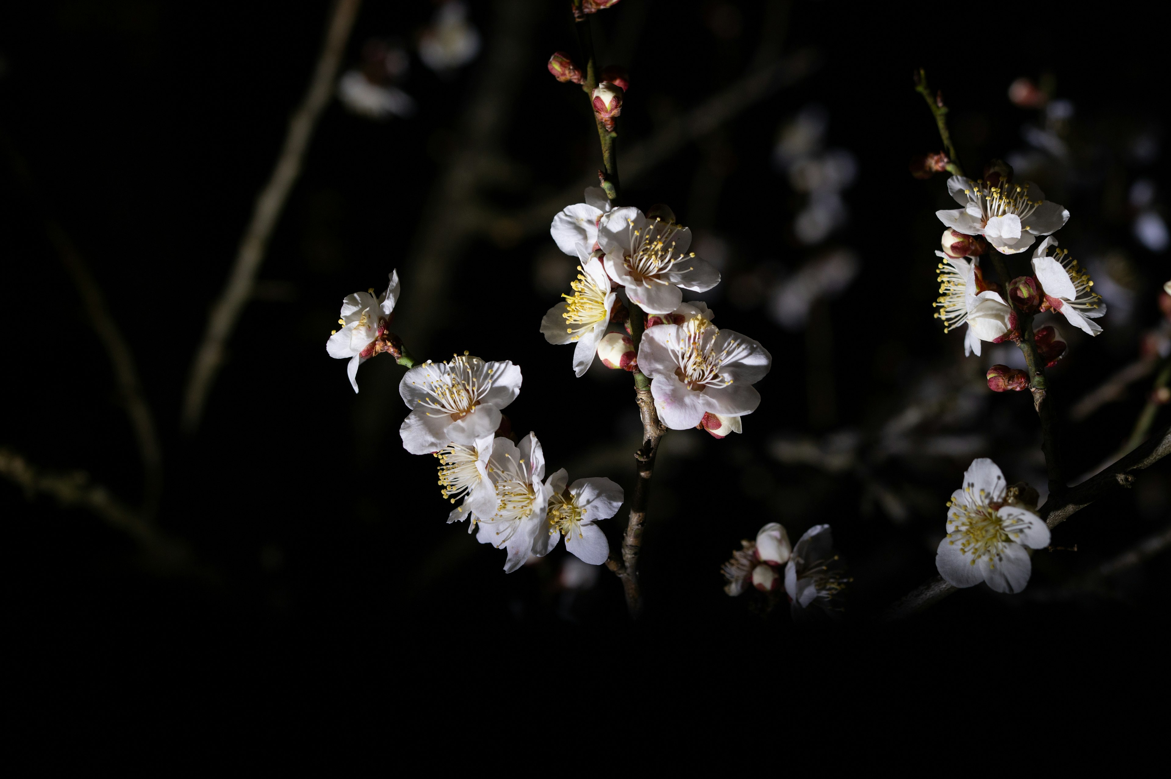 Gros plan de fleurs blanches s'épanouissant sur un fond sombre