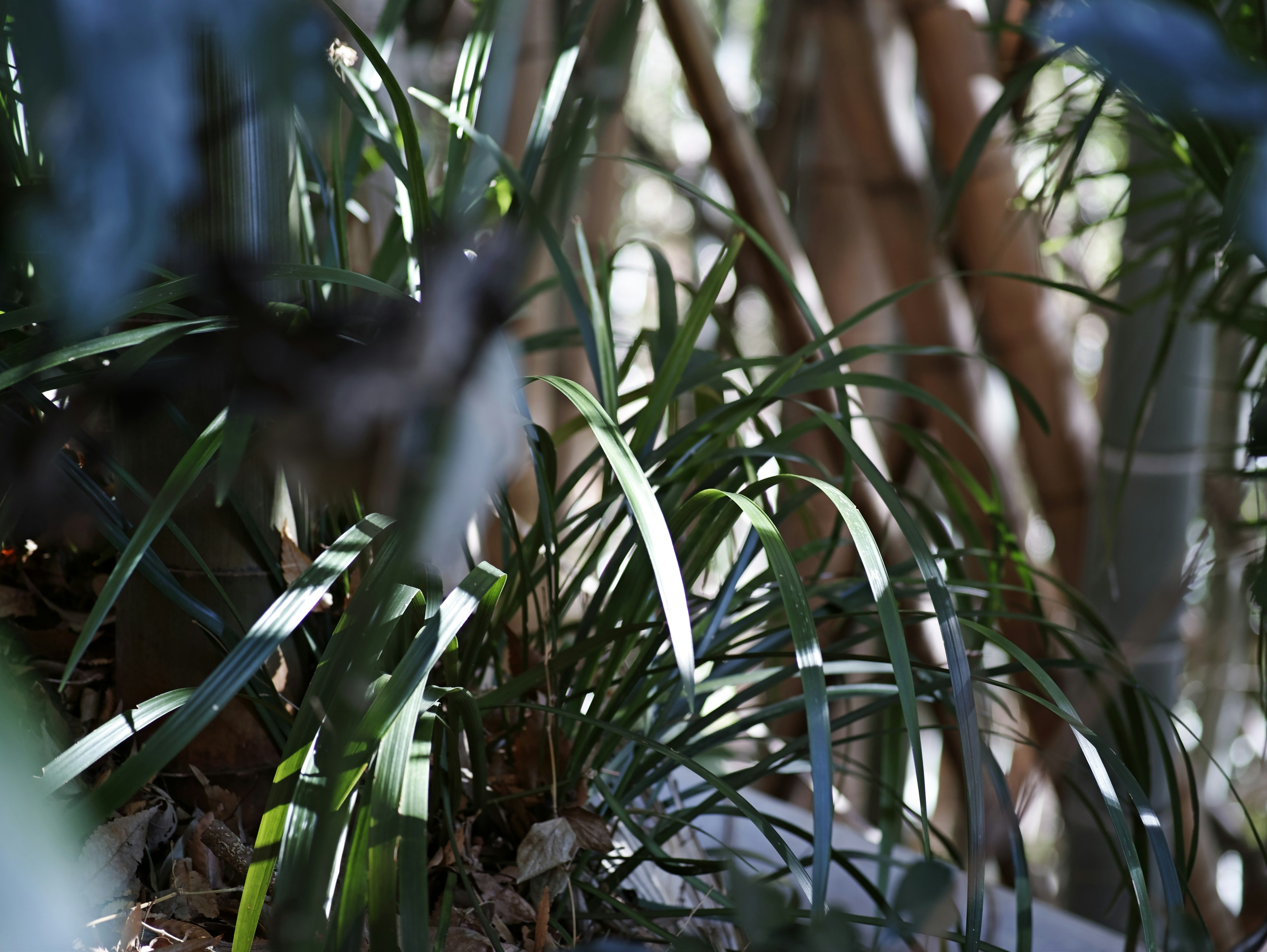 Gambar close-up daun tanaman hijau yang subur