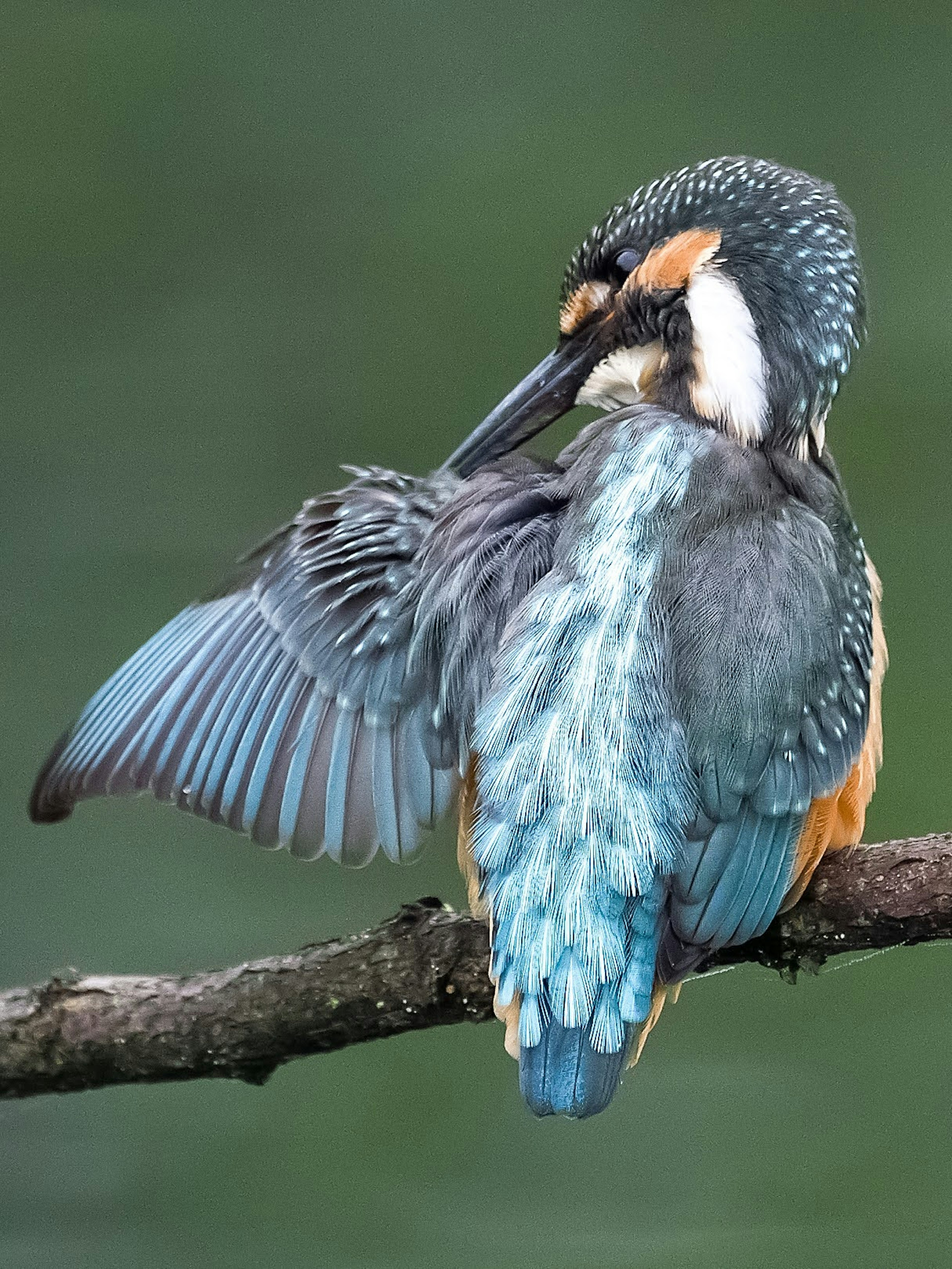 A vibrant kingfisher perched on a branch displaying its colorful feathers