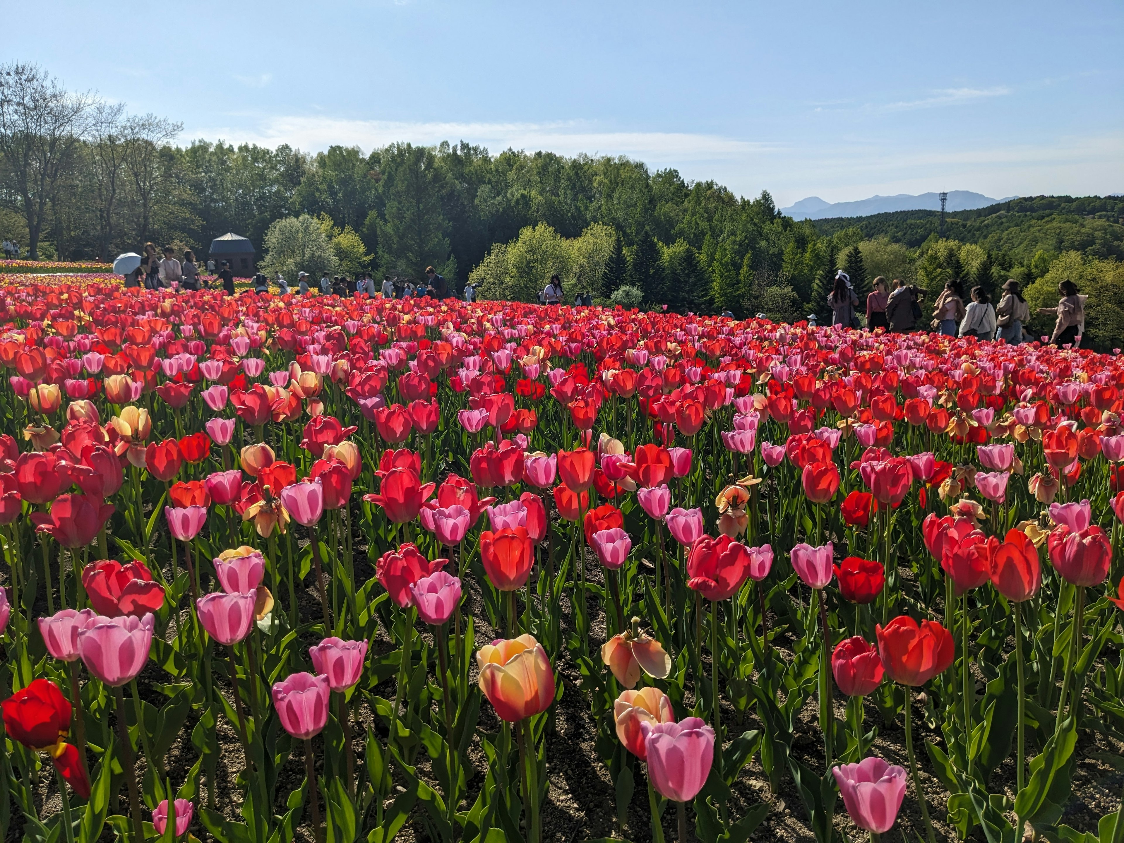 色とりどりのチューリップが広がる花畑と青空