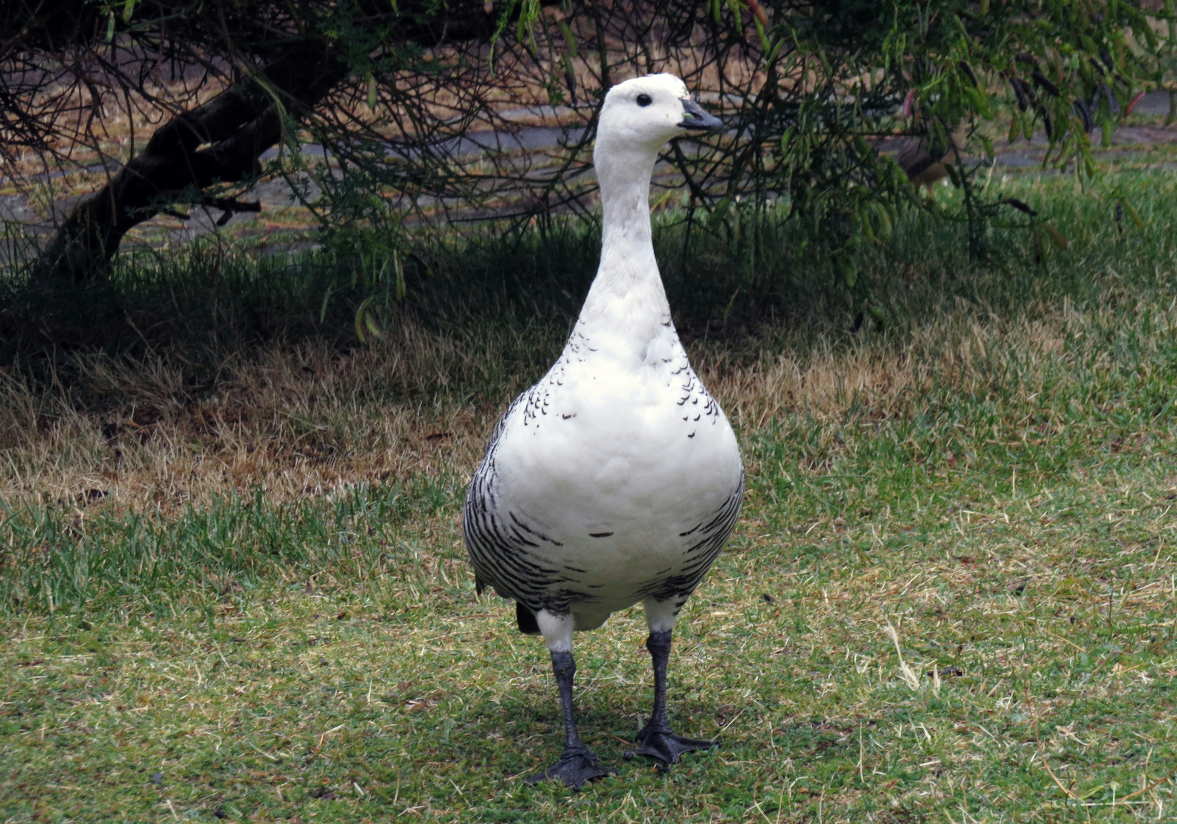 Ein Vogel mit weißem Körper und schwarzen Flecken, der auf Gras steht