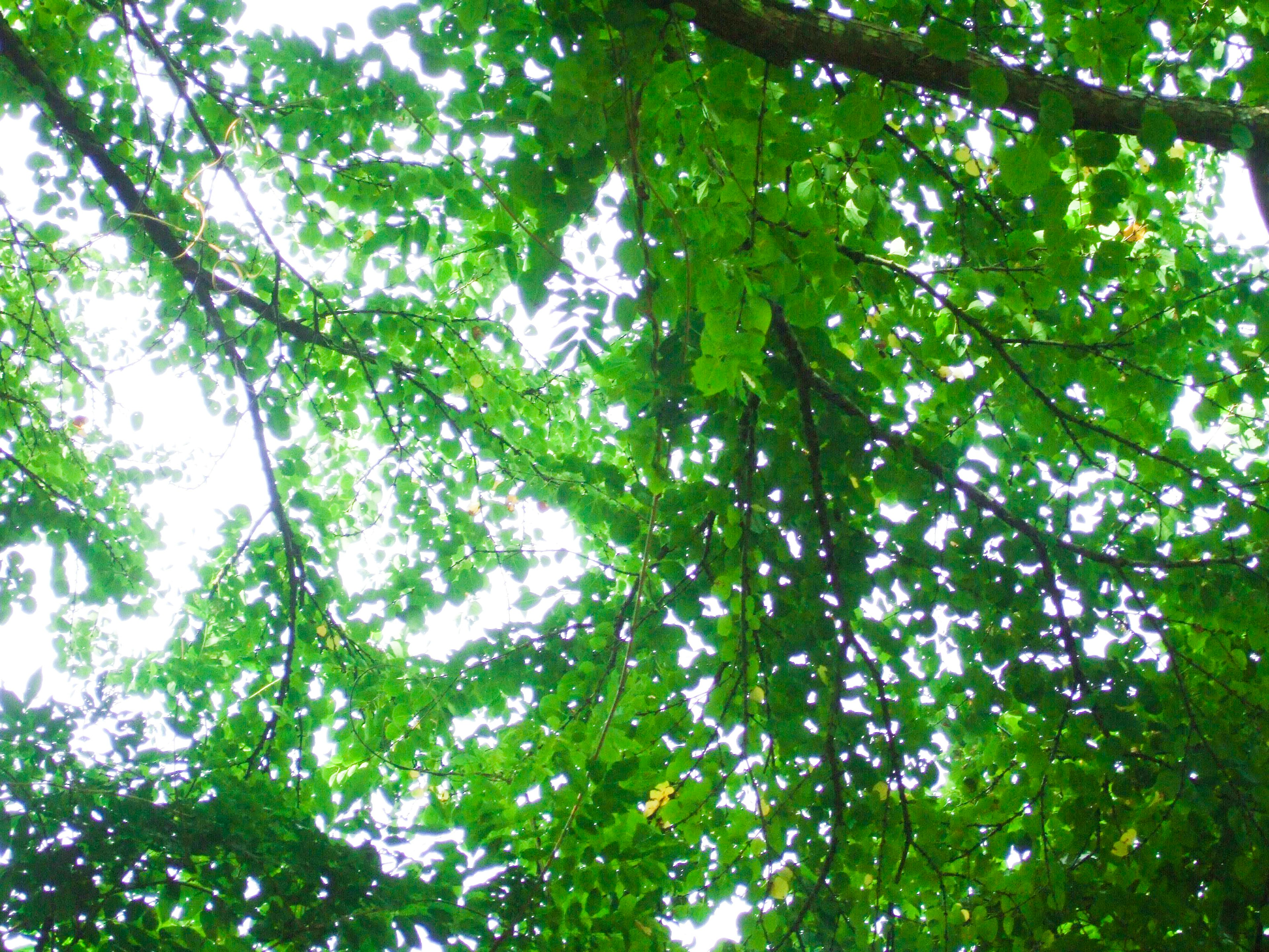 Vista de hojas verdes exuberantes desde abajo de los árboles