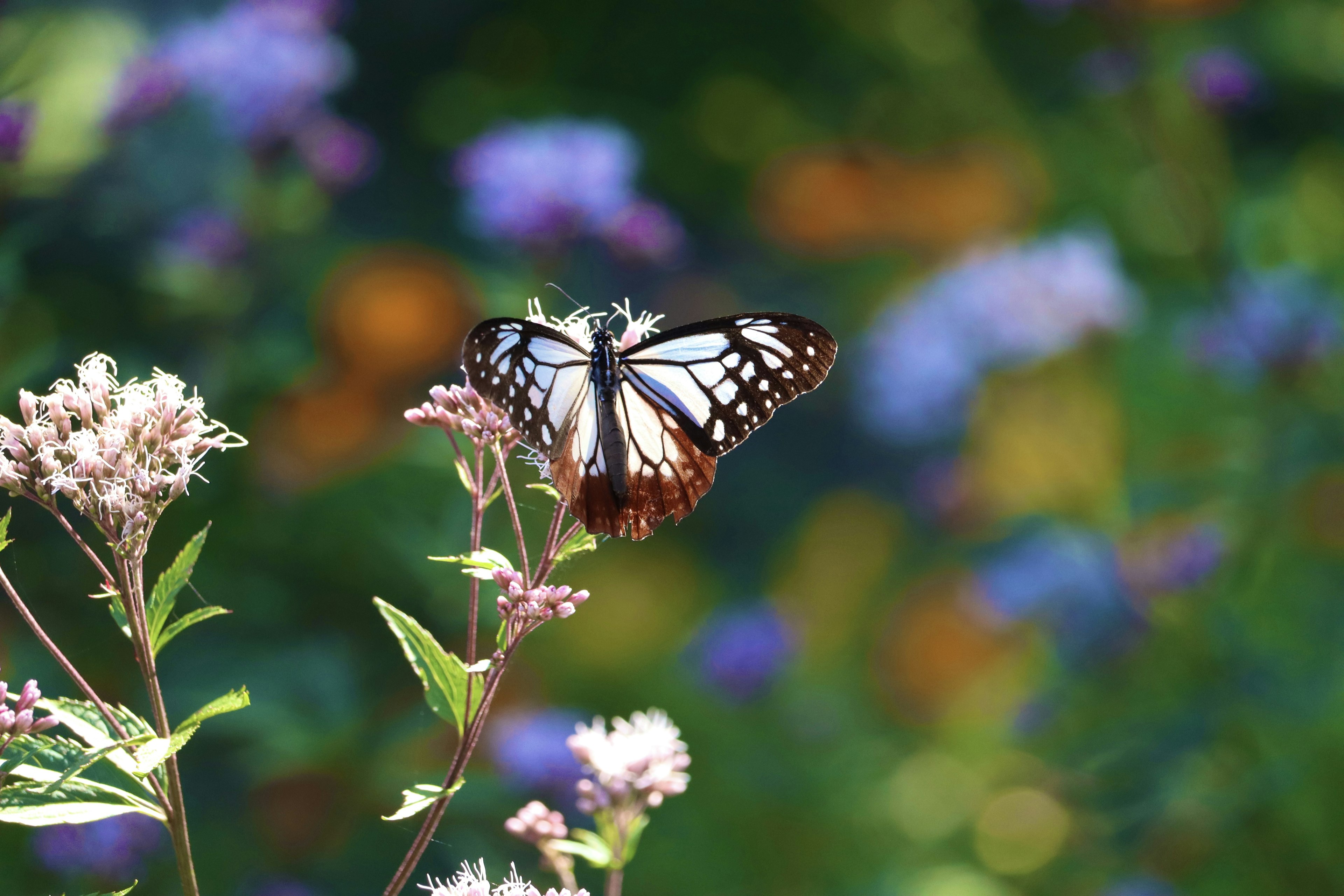 Una bellissima farfalla monarca posata su un fiore con uno sfondo floreale colorato