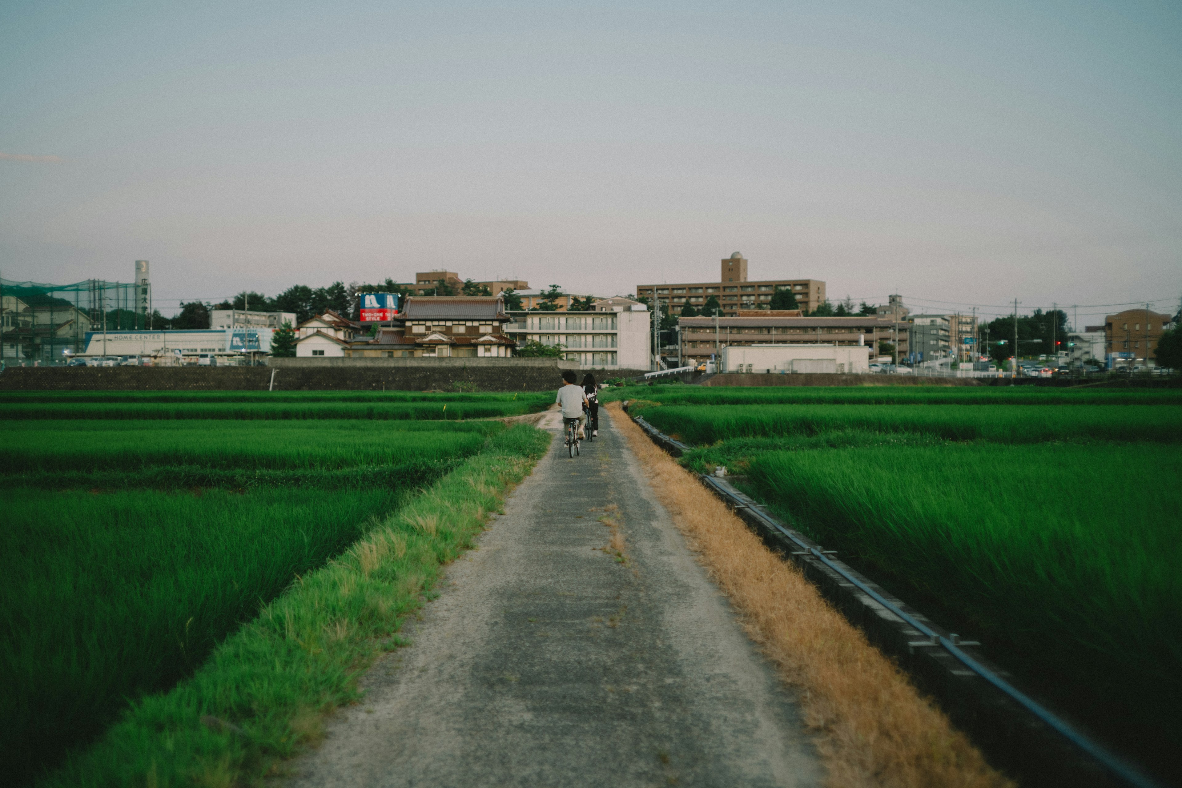 Two people walking on a path through green rice fields with buildings in the background