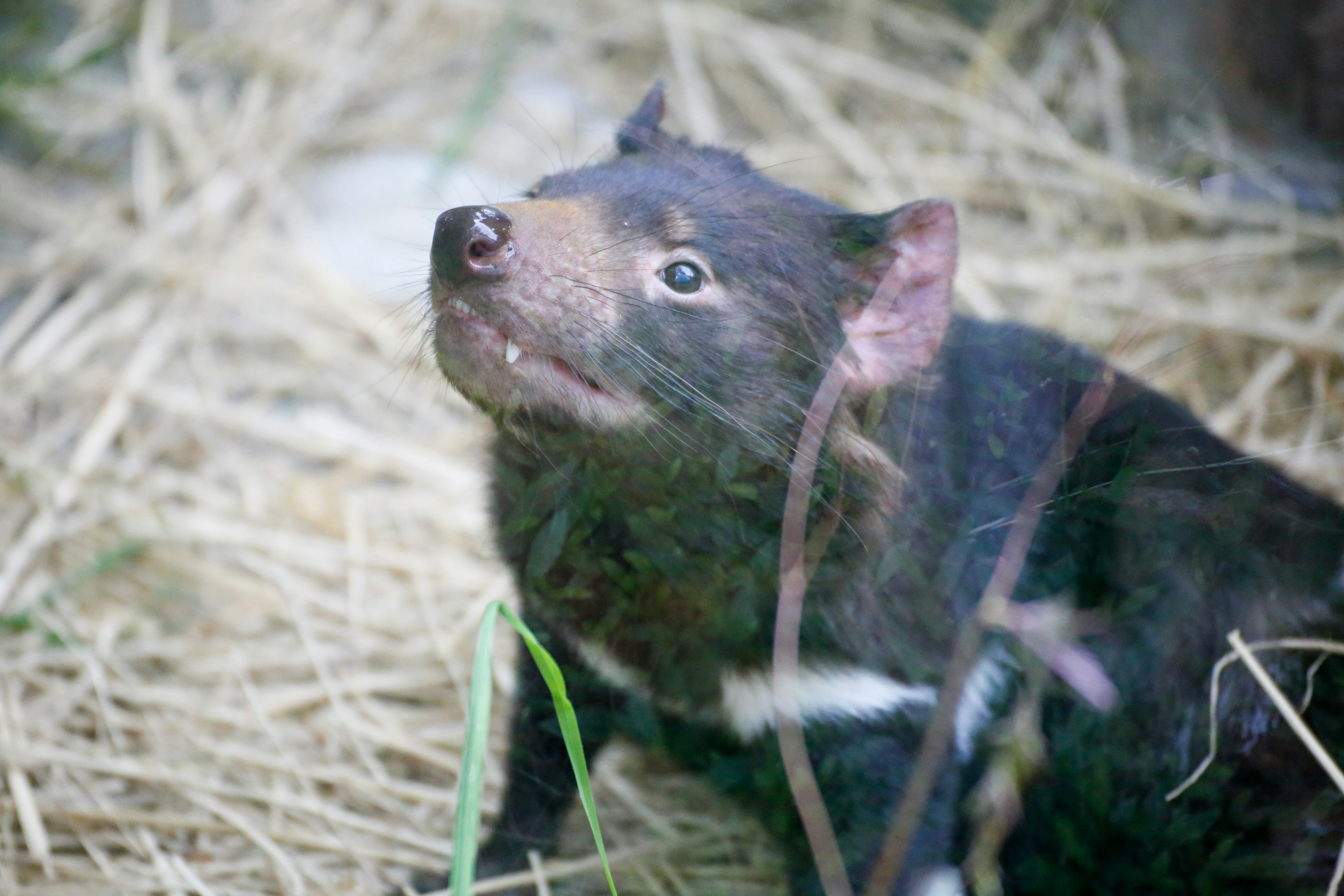 動物園でのタスマニアデビルが干草の中で見上げている