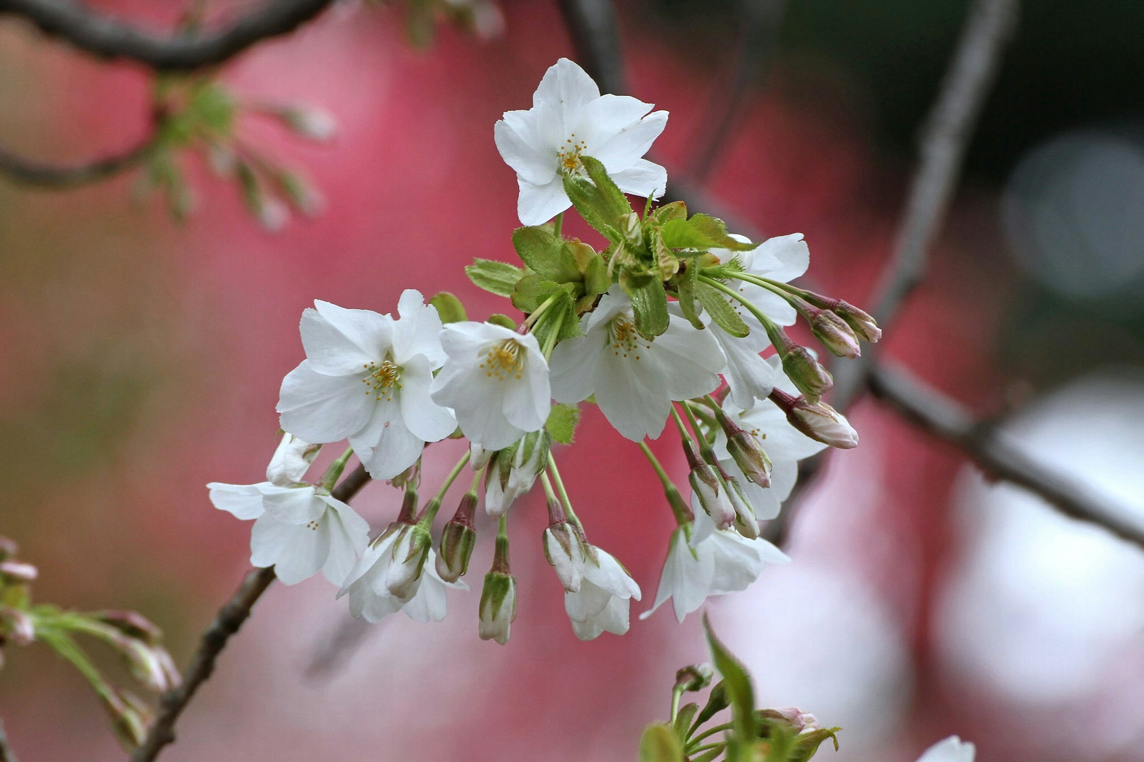 Close-up of white cherry blossoms on a branch