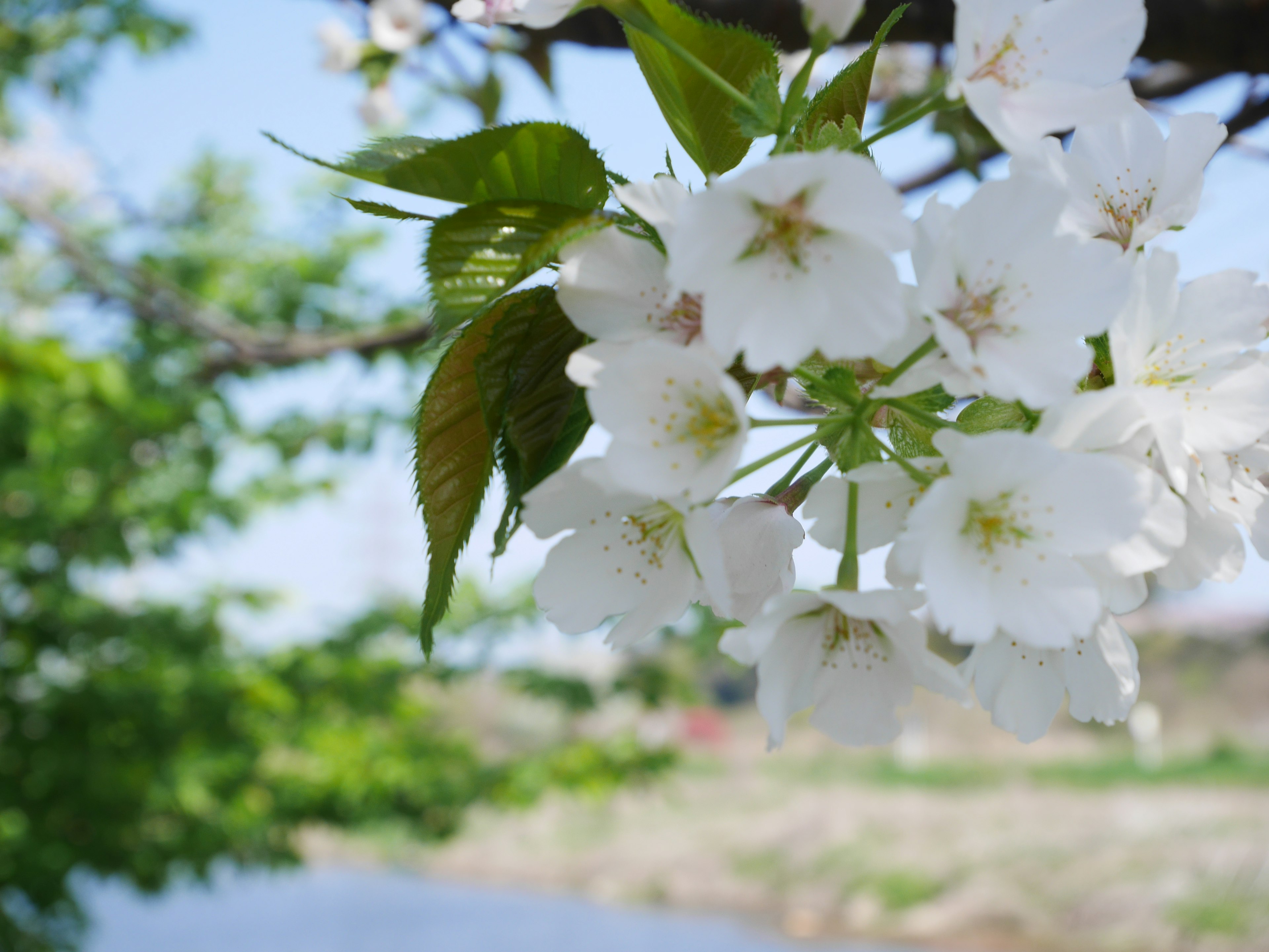 白色樱花在树枝上的特写，背景是绿色的叶子和蓝天