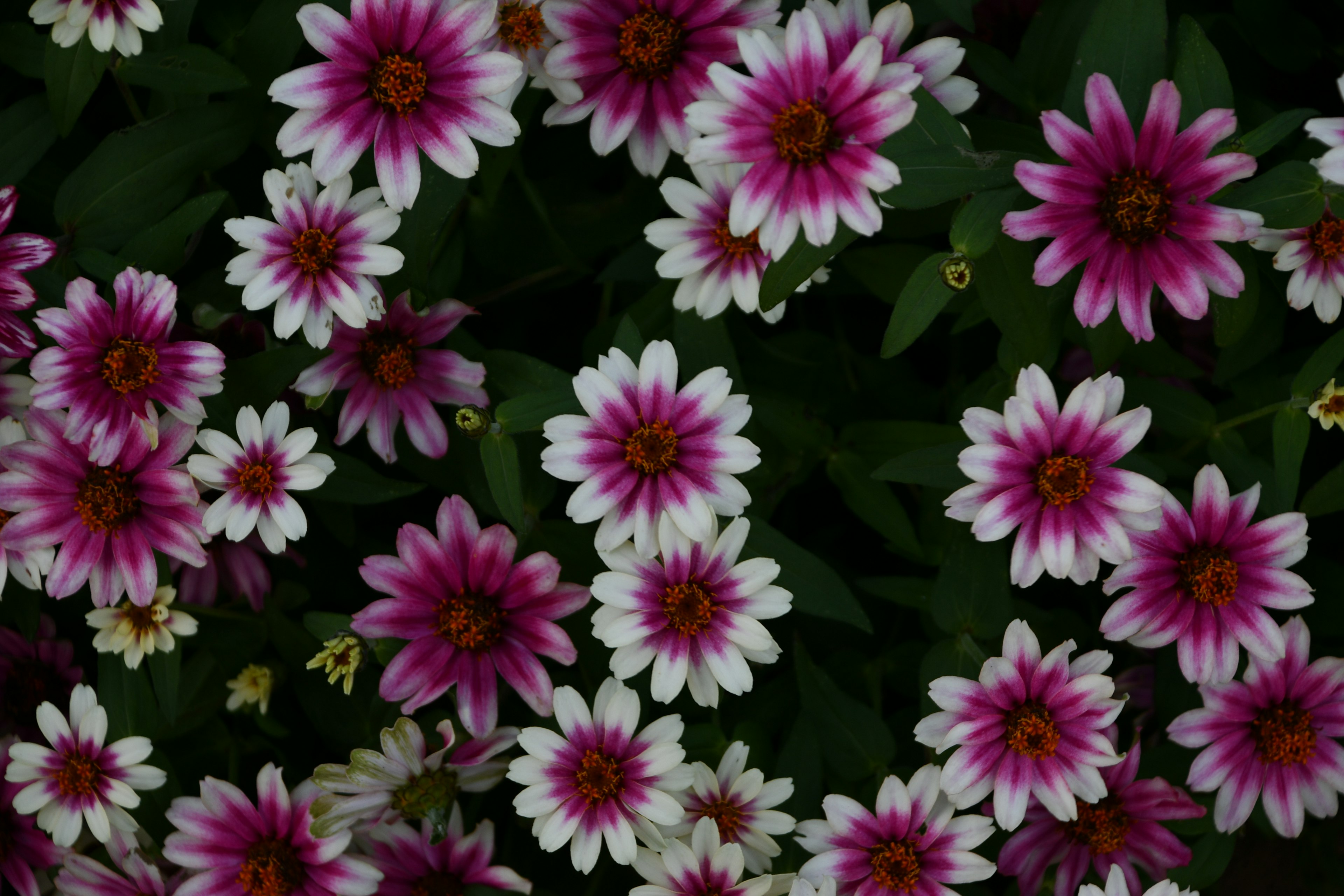 Bunte Blumen blühen in einer Gartenszene