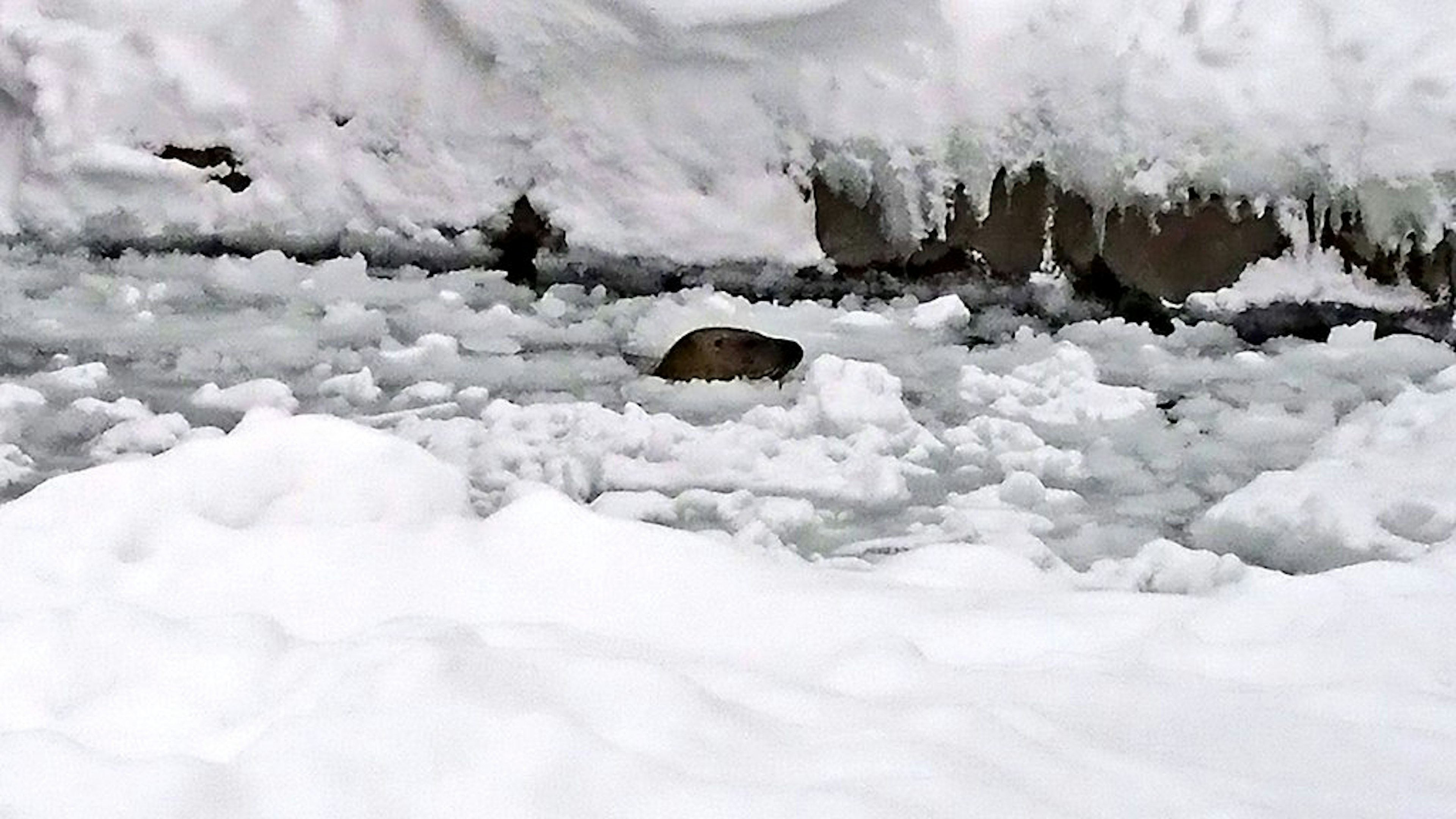 Una creatura visibile in un fiume innevato circondata da ghiaccio