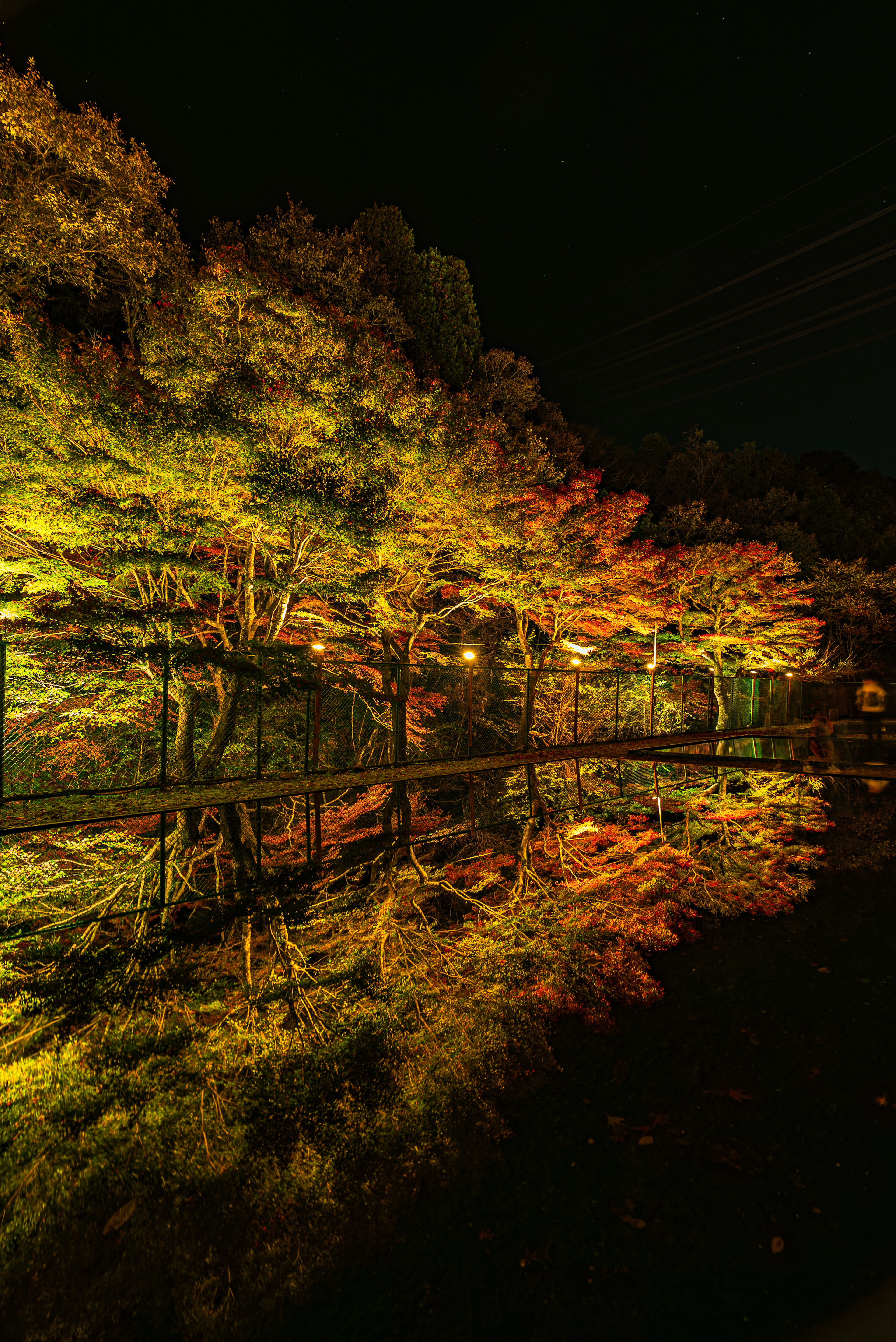 夜間池塘中映出的生動秋葉和溫暖街燈的光